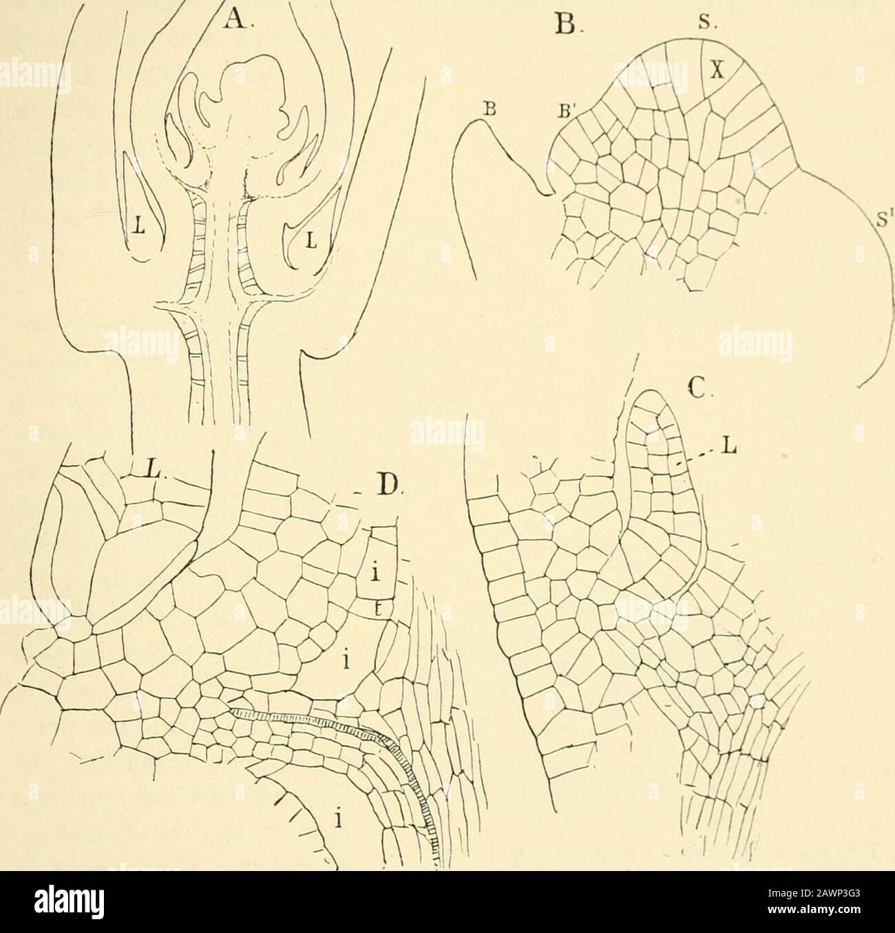 Aufbau und Entwicklung der Moose und Farne (Archegoniatae) . - zu einer  Reihe von Randalierer. Abb. 261.-Selagifiella Kraussiana (A. Br.).  Horizontaler Abschnitt des Stielapex, X77; B,des apikalen Meristemals  desselben, X 450; s,