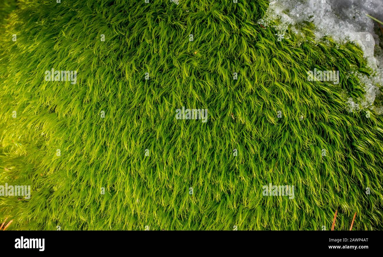 Hintergrund von grünem Moos mit etwas Schnee in der Ecke Stockfoto
