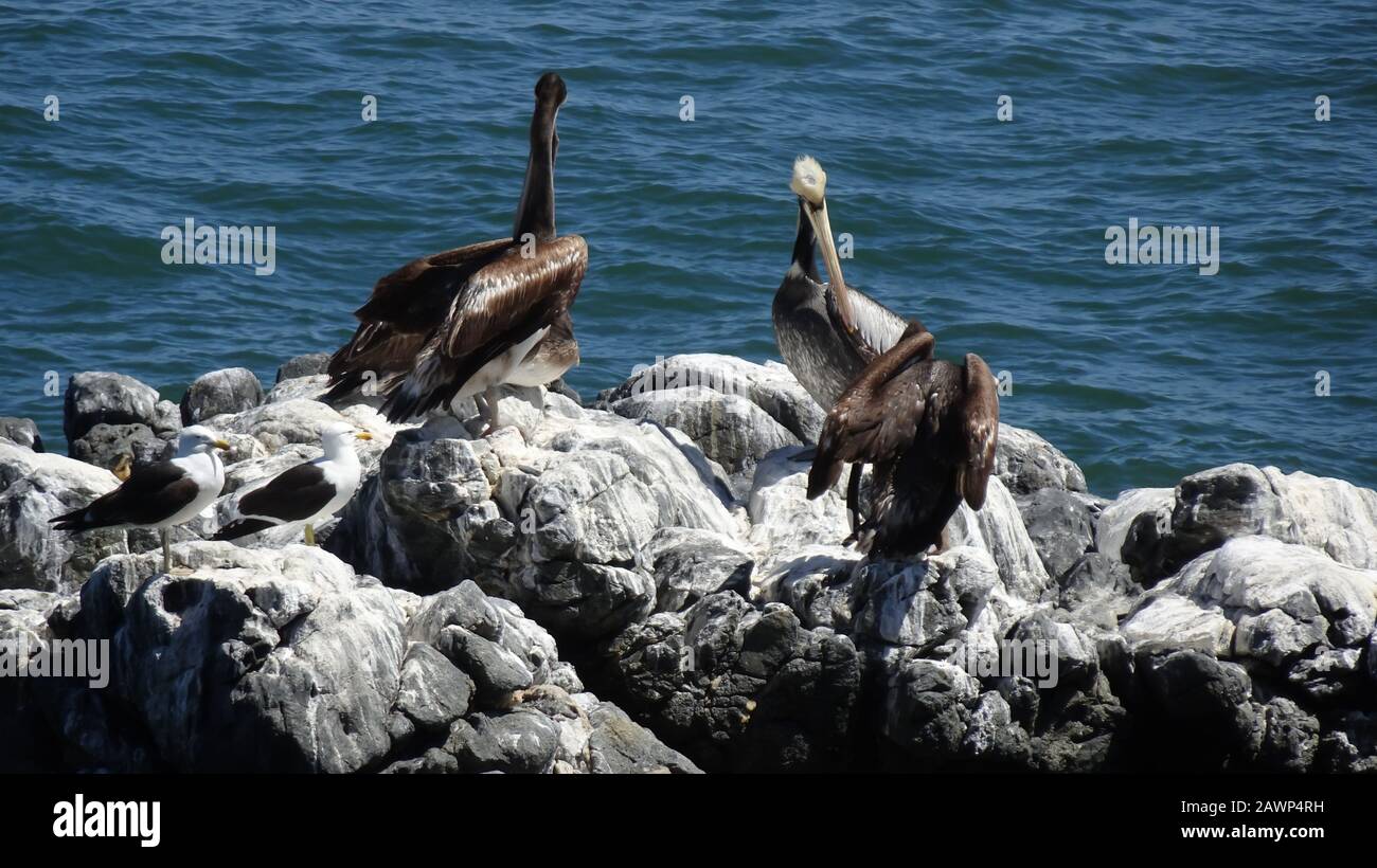 Pelecanus in Caleta Portales in Valparaiso Chile Pelicanus Stockfoto