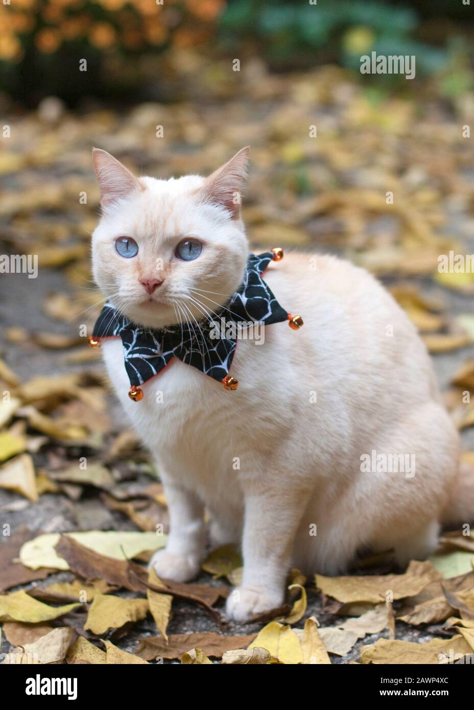 Blauäugige Katze in einem Halloween-Kragen Stockfoto