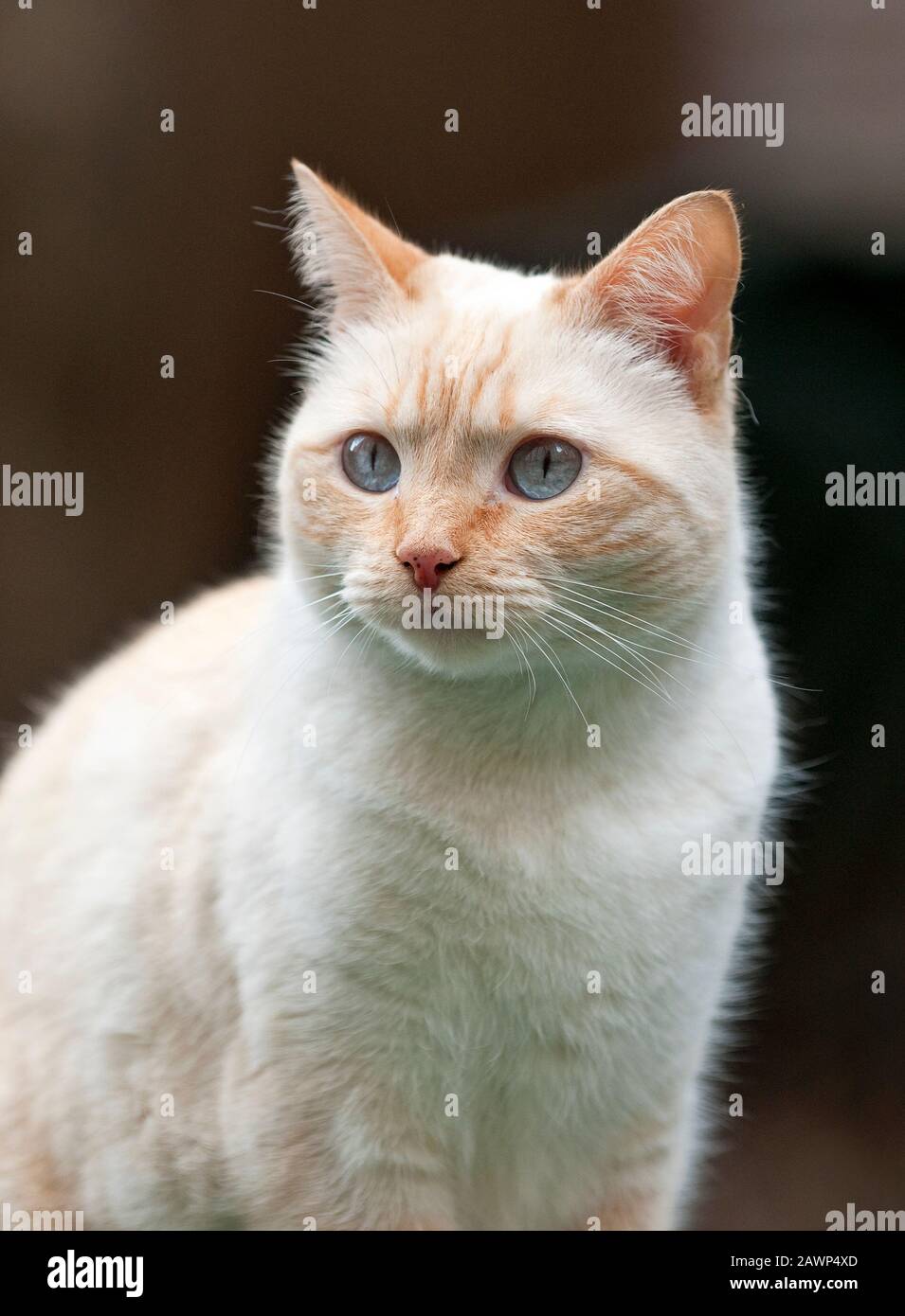 Porträt einer blauäugigen Katze Stockfoto