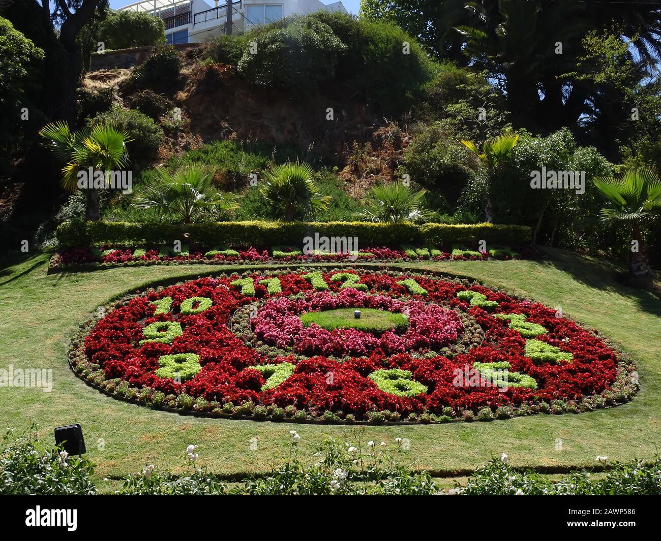 Blumenuhr in Chile Stockfoto