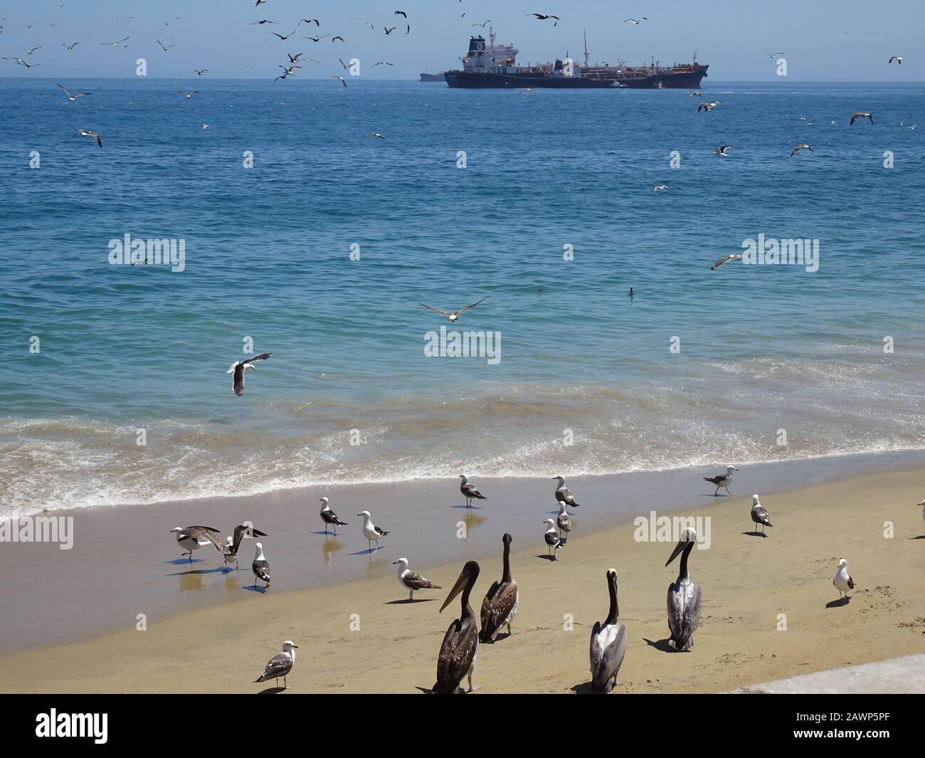 Caleta Portales ist ein Fischereihafen in Valparaiso Stockfoto