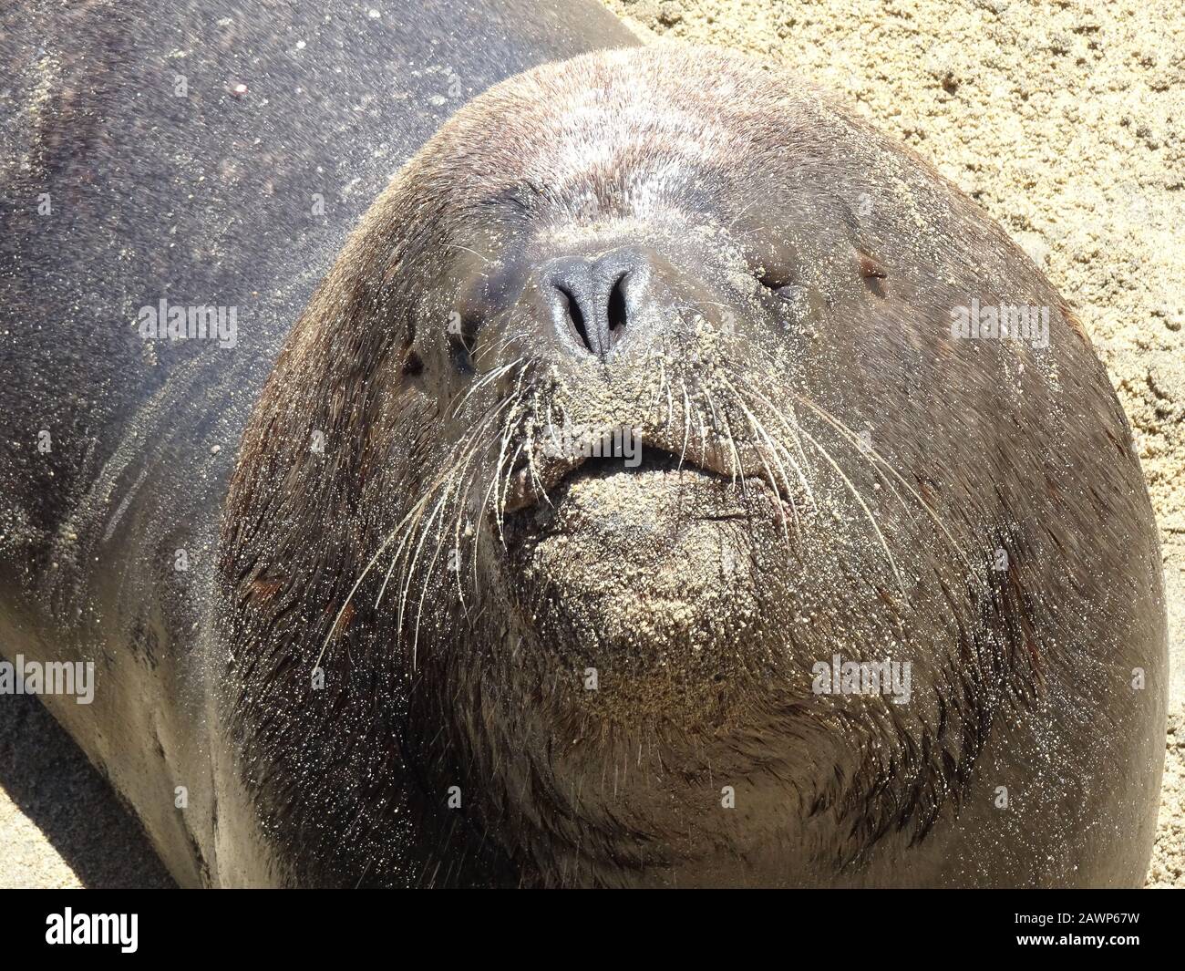 Otarinos besser bekannt als Seelöwe Stockfoto