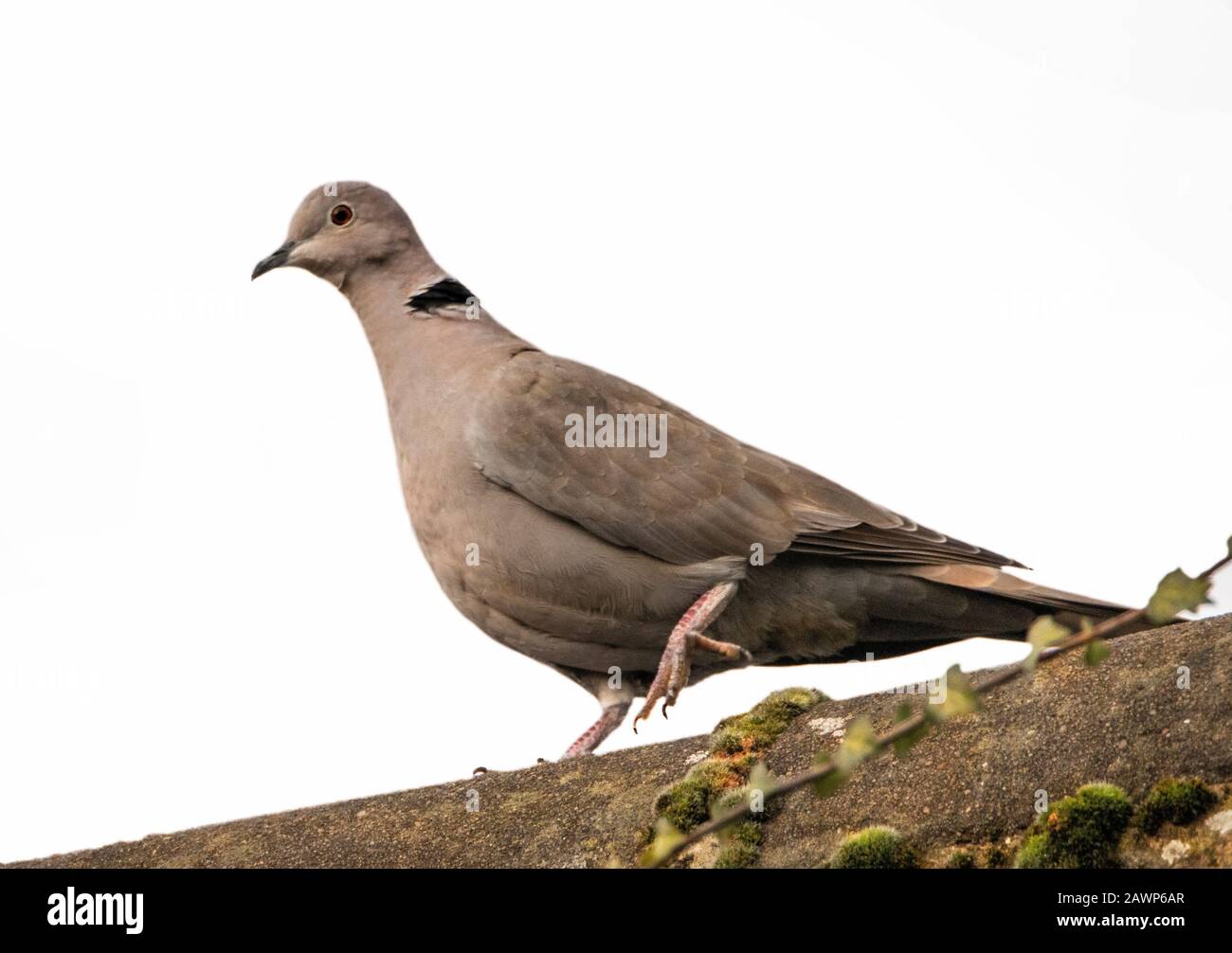 Colrared Dover, Streptopelia, auf einem Zweig in einem britischen Garten thront, Sommer 2020 Stockfoto