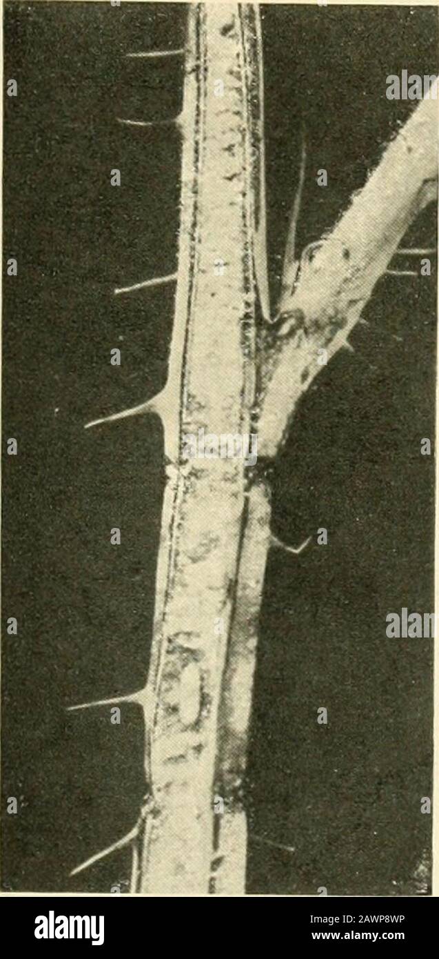 Insektenschädlinge von Hof, Garten und Obstgarten. RliiU., Larva und Larvenguss - alle vergrößert. (Nach Lugger.) Schießen Sie etwa einen Zoll auseinander, wodurch die Spitze verwischen und abfallen kann.Zwischen diesen Ringen befindet sich ein kleiner dunkler Fleck, an dem das Weibchen ein Ei in den Stock gesteckt hat. Ein ziemlich großes, elliptisches, gelbes Ei wird in den Rohrstock gelegt und zerbricht in ein paar Tagen in einen kleinen weißen Mast. Die Larve gräbt nach unten * Oberea bimaculata Oliv. Familie Cernmbycidw. Siehe Comstock andSlingerland, Bulletin 23, Cornell lliiiv. Agr. Exp. SLA, S. 122. INSEKTEN INJITRIOTTS ZU HIMBEERE UND BLACKBERRY 463 Stockfoto