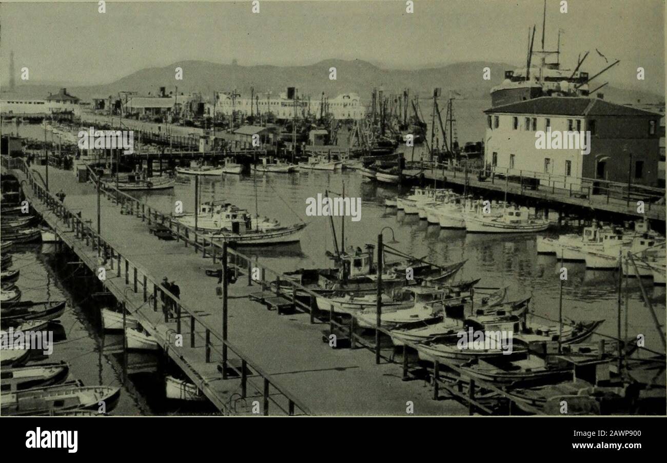 Zweijähriger Bericht des Board of State Harbor Commissioners für .. . SAN FRANCISCO IST EINES DER GRÖSSTEN FISCHVERSORGUNGSZENTREN AN DER KALIFORNISCHEN KÜSTE - SCHNITTANSICHT DER BERÜHMTEN FISHERMANS WHARF. EINE WEITERE SZENE IN FISHERMANS WHARF, BASIS FÜR DIE SARDINE FLEET. Manchmal WÄHREND DER SEASONMORE WERDEN MEHR ALS 100 GELDBEUTELSEGLER HIER GEFESTERT BERICHT DES AUSSCHUSSES DER STAATLICHEN HAFENBEAUFTRAGTEN 43 ZENTRUM DER FISCHEREIINDUSTRIE San Francisco ist der Sitz des nordkalifornischen Küstengebietes einer wichtigen Fischindustrie thatholes eine Rückkehr zu seinen Betreibern von mehr als 3.000.000 Dollar jährlich, Laut Forschungsrep Stockfoto