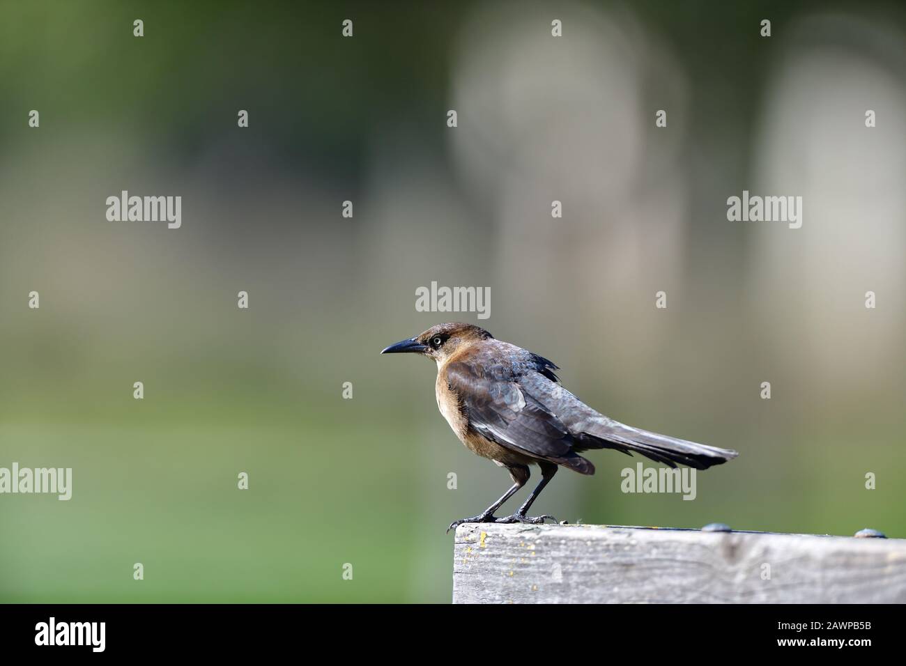 Gemeinsame Grackle Stockfoto
