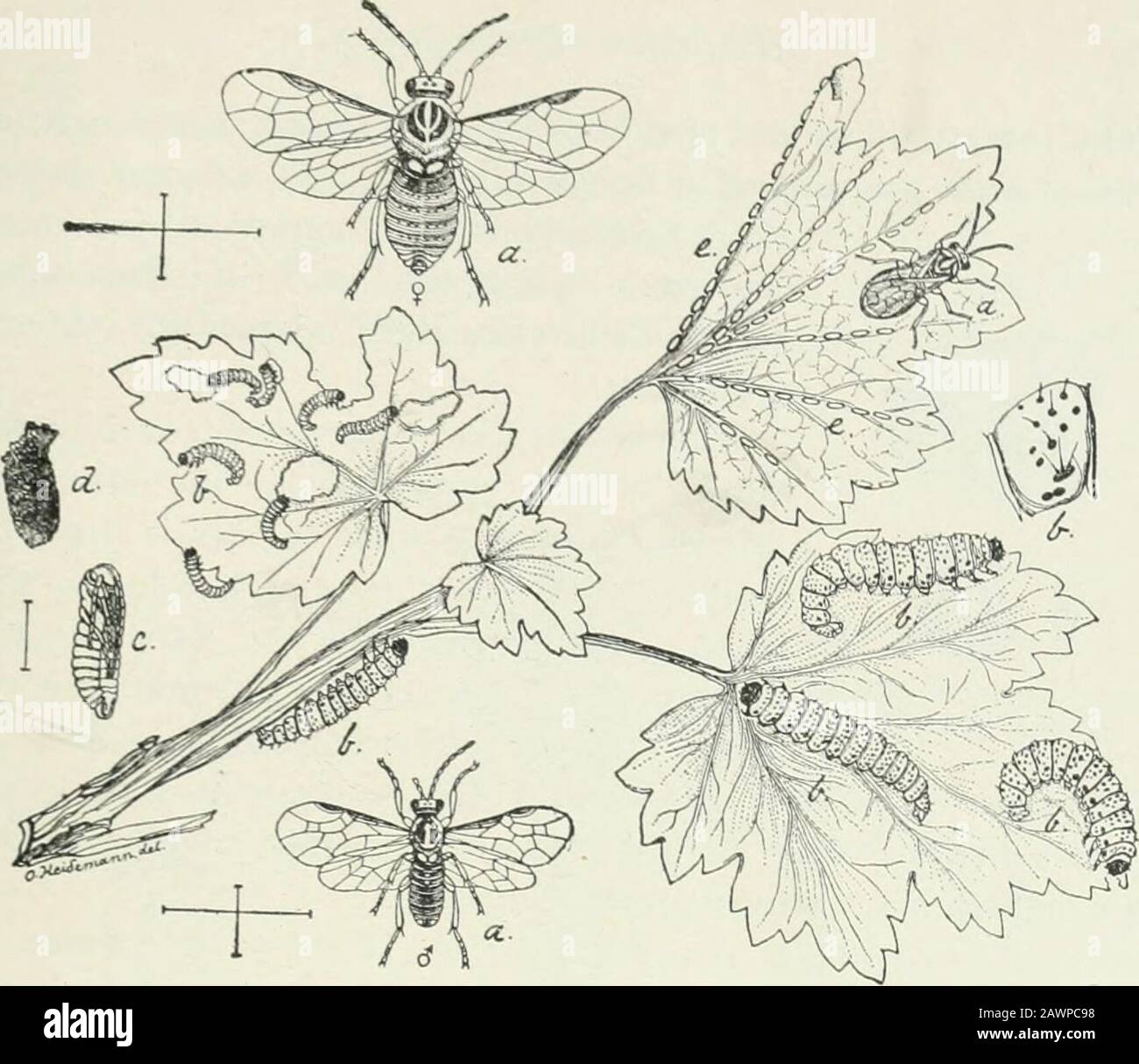 Wirtschaftliche Entomologie für den Bauern und Obstbauer: Und für die Verwendung als Textbuch in landwirtschaftlichen Schulen und Hochschulen. Birnschnur, Larve von Eriocampa Cerasi. Über. 427.. F^IG. 431. Stockfoto