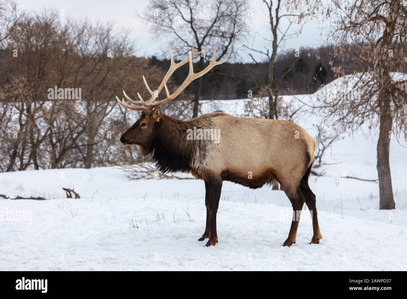 Elk, Wapiti (Cervus candensis), Northern Michigan, Winter, von James D Coppinger/Dembinsky Photo Assoc Stockfoto