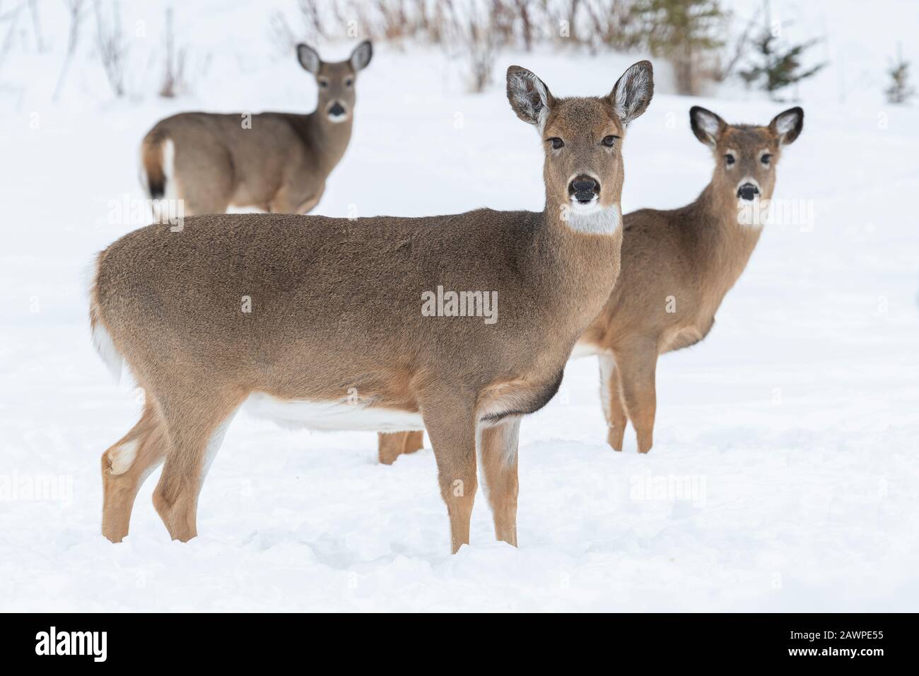 Weißschwein-Rehe (Odocoileus virginianus), Winter, Ostnordamerikaner, von Dominique Braud/Dembinsky Photo Assoc Stockfoto