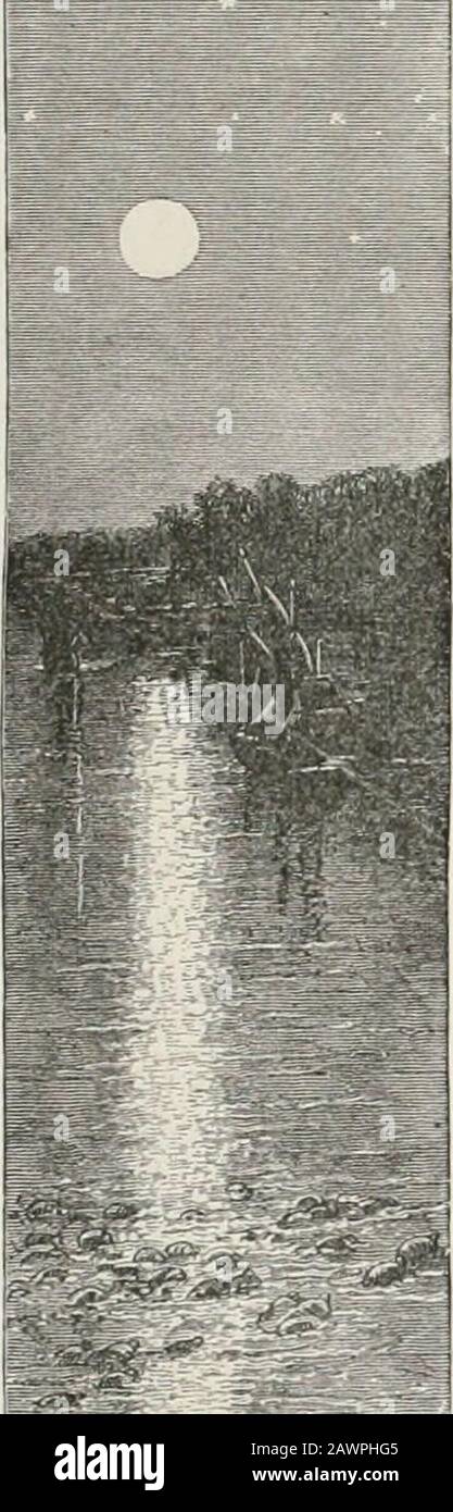 Cristóbal Cólon : su vida, sus viajes, sus descubrimientos . Stockfoto