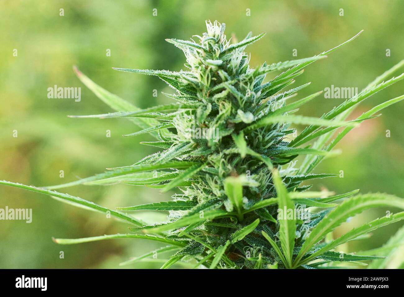 Blühende Marihuana-Pflanze mit frühen weißen Blumen, Cannabis Sativa-Blätter, Marihuana Stockfoto