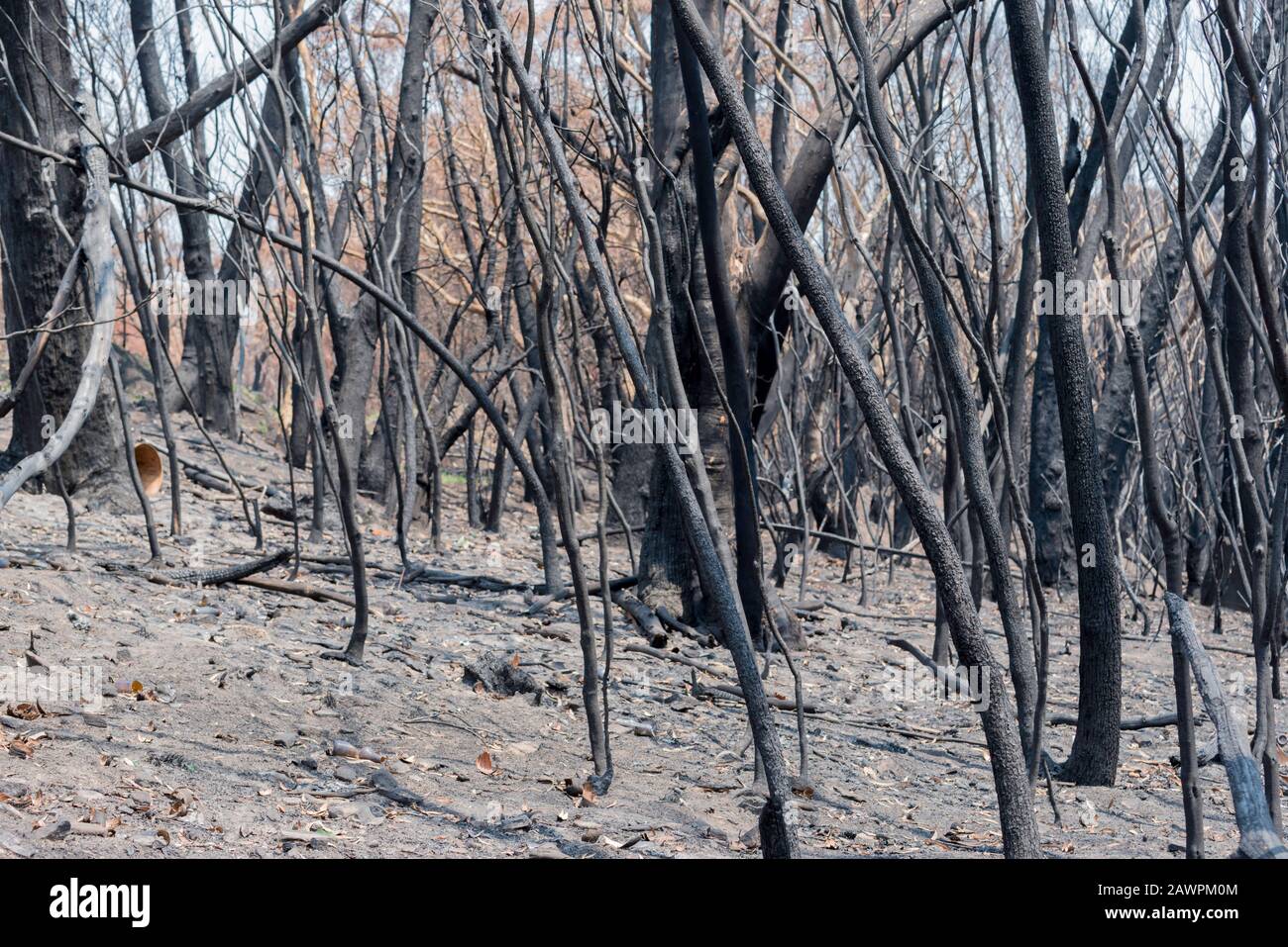 Die Gospers Mountain Mega-Fire brannte durch mehr als 500.000ha. von Busch und Eigenschaften. In Bilpin sprang das Feuer auf die Straße und verbrannte Obstgärten und Häuser. Stockfoto