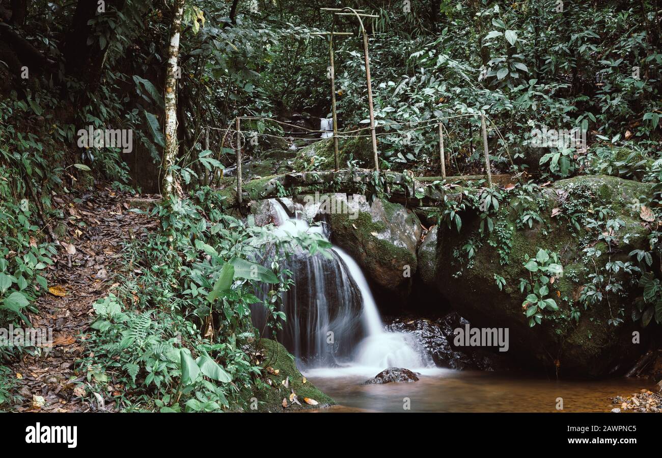 Holzfußbrücke über einen kleinen Bach in Costa-ricanischem Wald Stockfoto