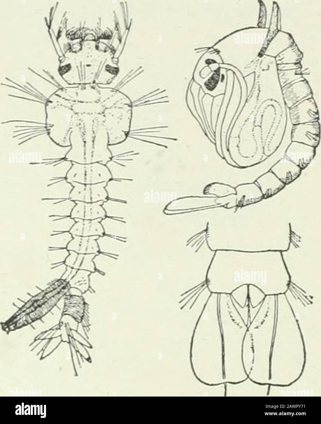 Wirtschaftliche Entomologie für den Bauern und Obstbauer: Und für die Verwendung als Textbuch in landwirtschaftlichen Schulen und Hochschulen. Eine Kranfliege, Pachyrrhina-Spezies. Drisch, etwas wurmartige, von extrem harter, leatherytextur, und leben unterirdisch auf den Wurzeln von Gräsern oder im entkrähenden Holz. In Europa werden sie als Drahtwürmer bezeichnet und sind oft schwer verletzt; in Nordamerika hat sich jedoch noch keine der Arten als sehr störend erwiesen. Es ist wahrscheinlich, dass die intelligente Betriebspraxis ausreichend ist (ich kontrolliere jede der Arten, die bei uns verletzt werden könnte. 33- AA WIRTSCHAFTSENTOMOLOGIE. Stockfoto