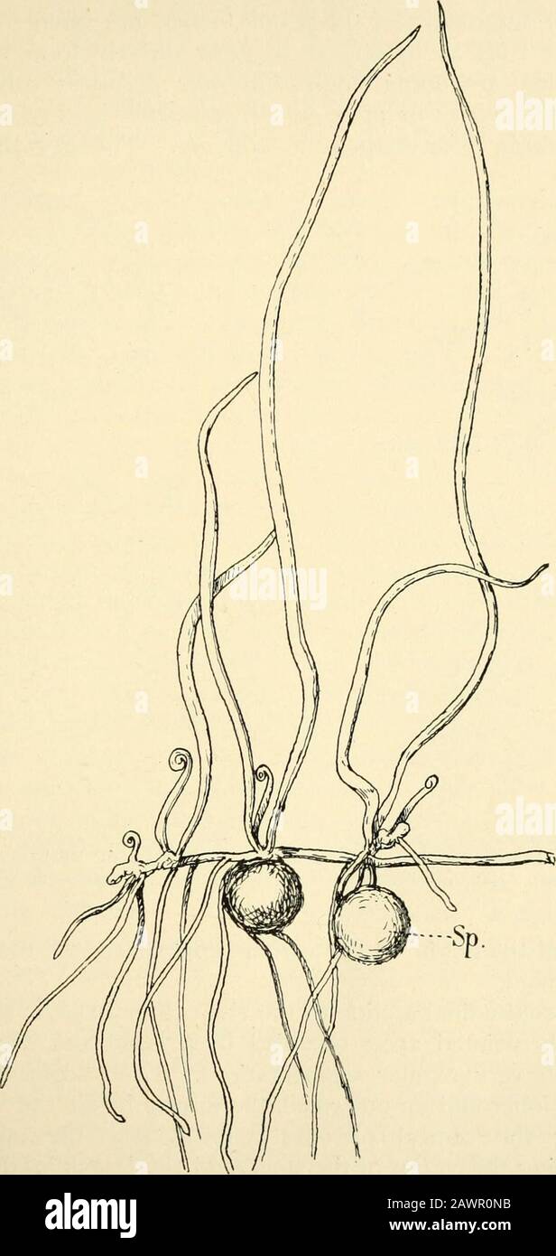 Struktur und Entwicklung der Moose und Farne (Archegoniatae) . r Rhizom, die deutliche Knoten und Internodien zeigen. An den Knoten werden die verschiedenen Anhänge des Stammes getragen, und die länglichen Internodien sind, bis auf occasionalwurzes, ziemlich mittellos von Anhängseln. Blätter und Branchesentspringen den Knoten, und in Marsilia sind sie viel überfüllt. Die Pflanzen sind aquatisch oder amphibisch, und die Gewohnheit der Pflanze ist sehr unterschiedlich, besonders in Marsilia, da sie vollständig oder teilweise oder ganz aus dem Wasser wächst. Einige Arten, wie M. vestita, die dort wachsen, wo es eine markierte Trockenzeit gibt, g Stockfoto