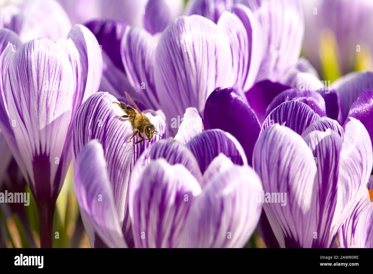 Eine Honeybee, die gestreifte violette Krokusse besucht. Stockfoto
