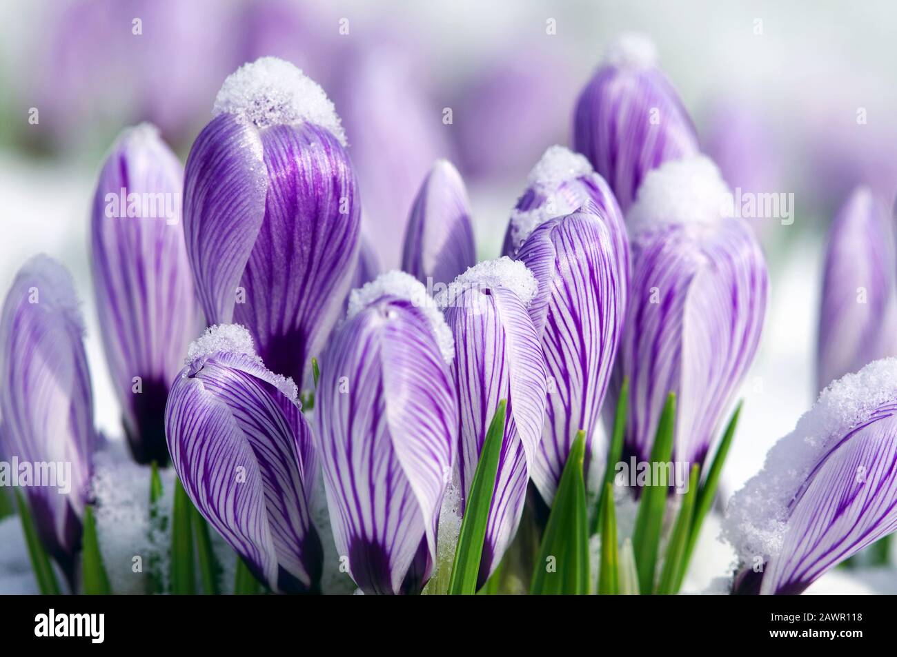 Nahaufnahme eines Clusters schneebedeckter violetter Krokusse mit Streifenmuster. Stockfoto