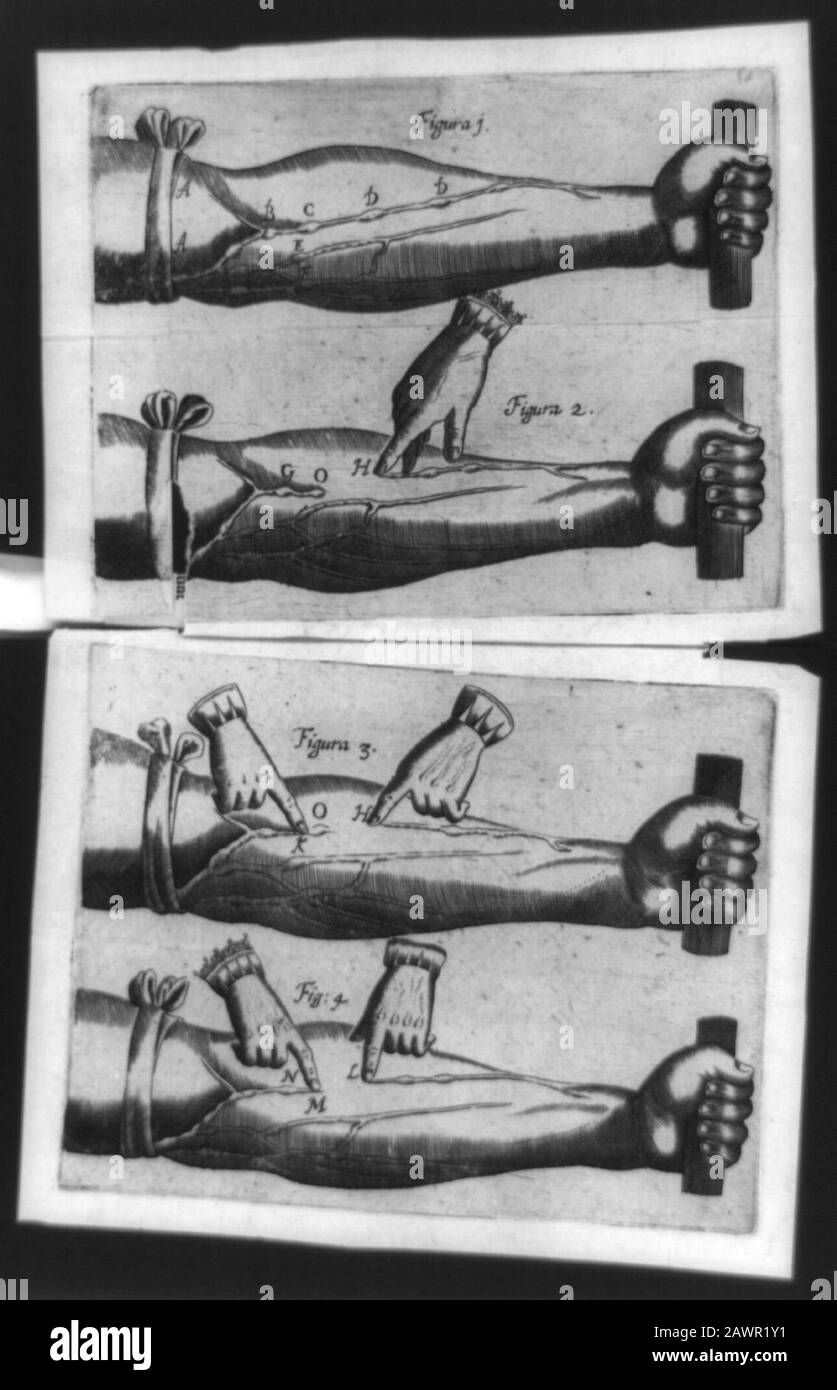 Unterarm mit Arterien, die markiert sind, um Blutflüsse aus dem Herzen im kontinuierlichen Einwegzyklus anzuzeigen Stockfoto