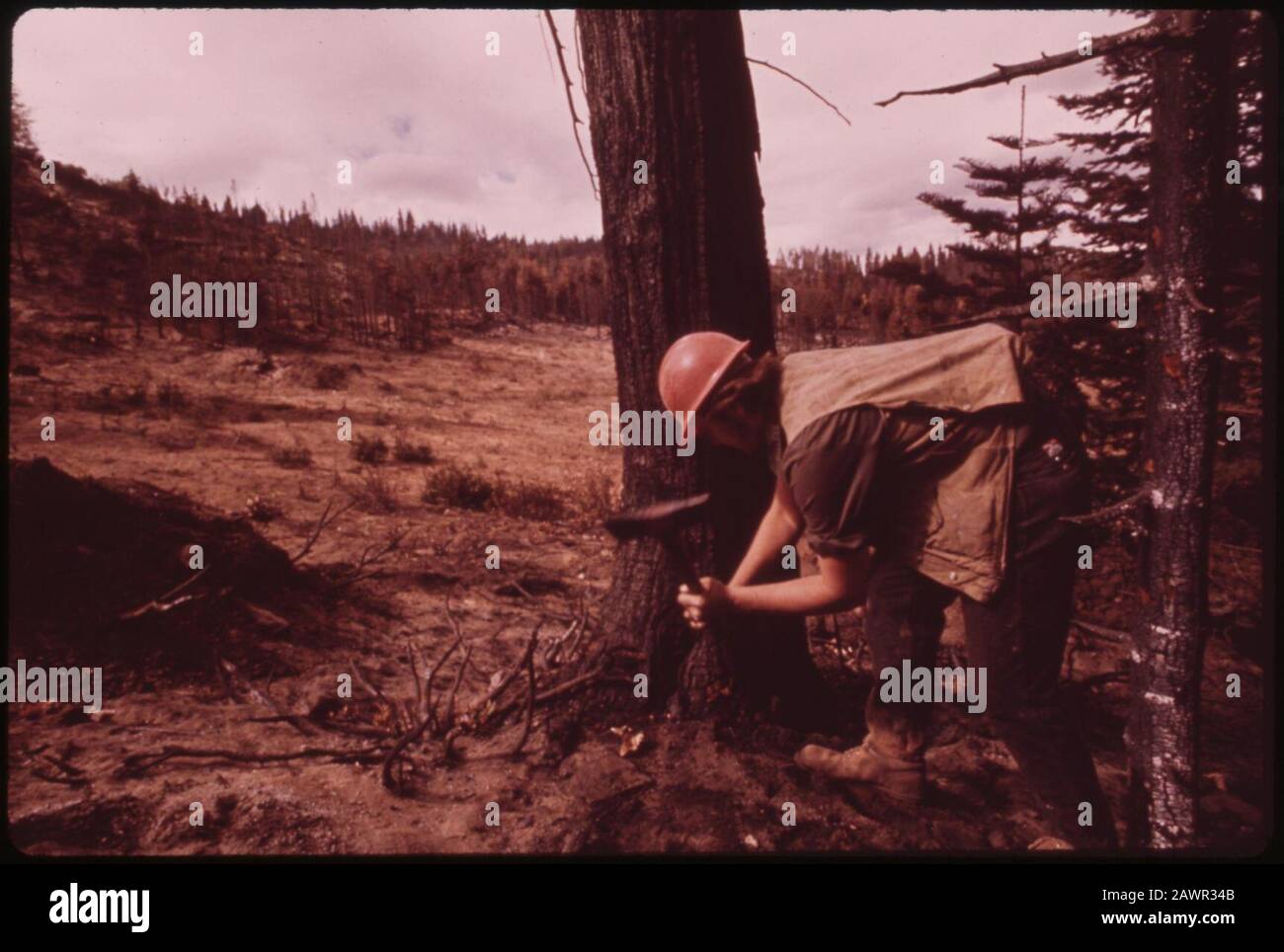 Forester-Chips-Base-of-Tree-to-inspect-cambium-a-protective-Layer-between-bark-and-inner-wood-if-this-is-havarged-Tree-cannot-survive-and-will-be-marked-to-Cut-september-1973 7007049562 o. Stockfoto