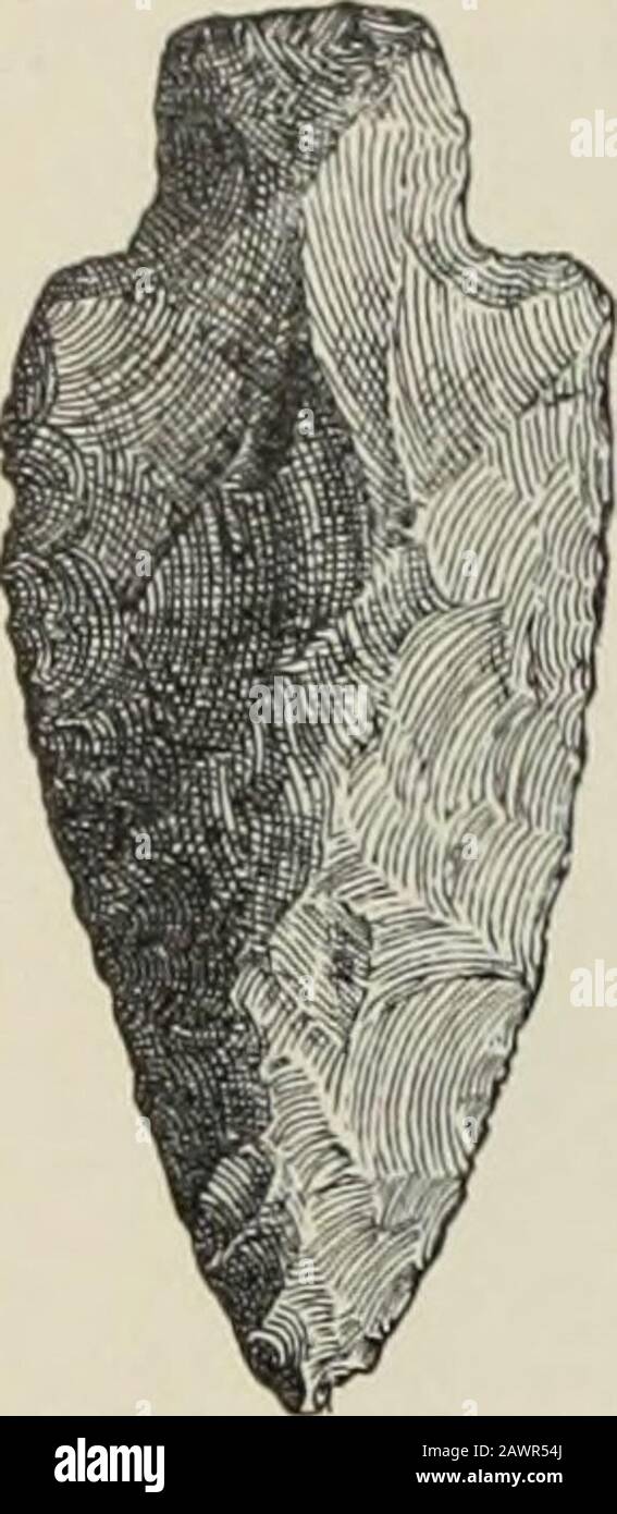 Jahresbericht des Büros für Völkerkunde an den Sekretär der Smithsonian Institution .. . Fiq. 209. Abgebrochene Feuersteine mit tionellem Material stammt aus dem Süden (Pro-lang, verjüngend schlank. Una; Kanawha Valley; Brown andOgle Counties, Illinois; East Tennessee; Western NorthCarolina; Bibb County and Savannah, Georgia; South-East and Southwest Arkansas; Cnion County, Mis-ssissippi; and Coosa Valley, Alabama. PTQ K. Kanten normalerweise konvex, manchmal fast gerade, ohippedflinthinthinthinthintallmählich in den Stamm, der sich gerade, leicht ausdehnt; leicht ausdehnt; Basis gerade oder leicht konvex Stockfoto