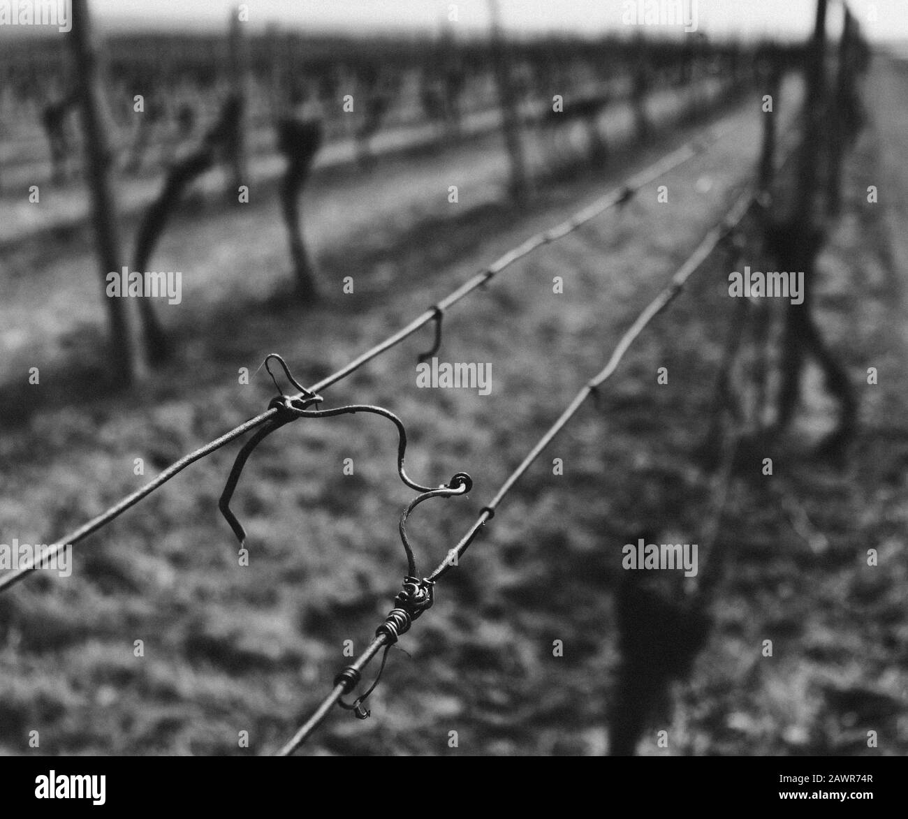 Grauwaage Schuss eines Metallzauns im Feld zu schützen Der Weinberg Stockfoto