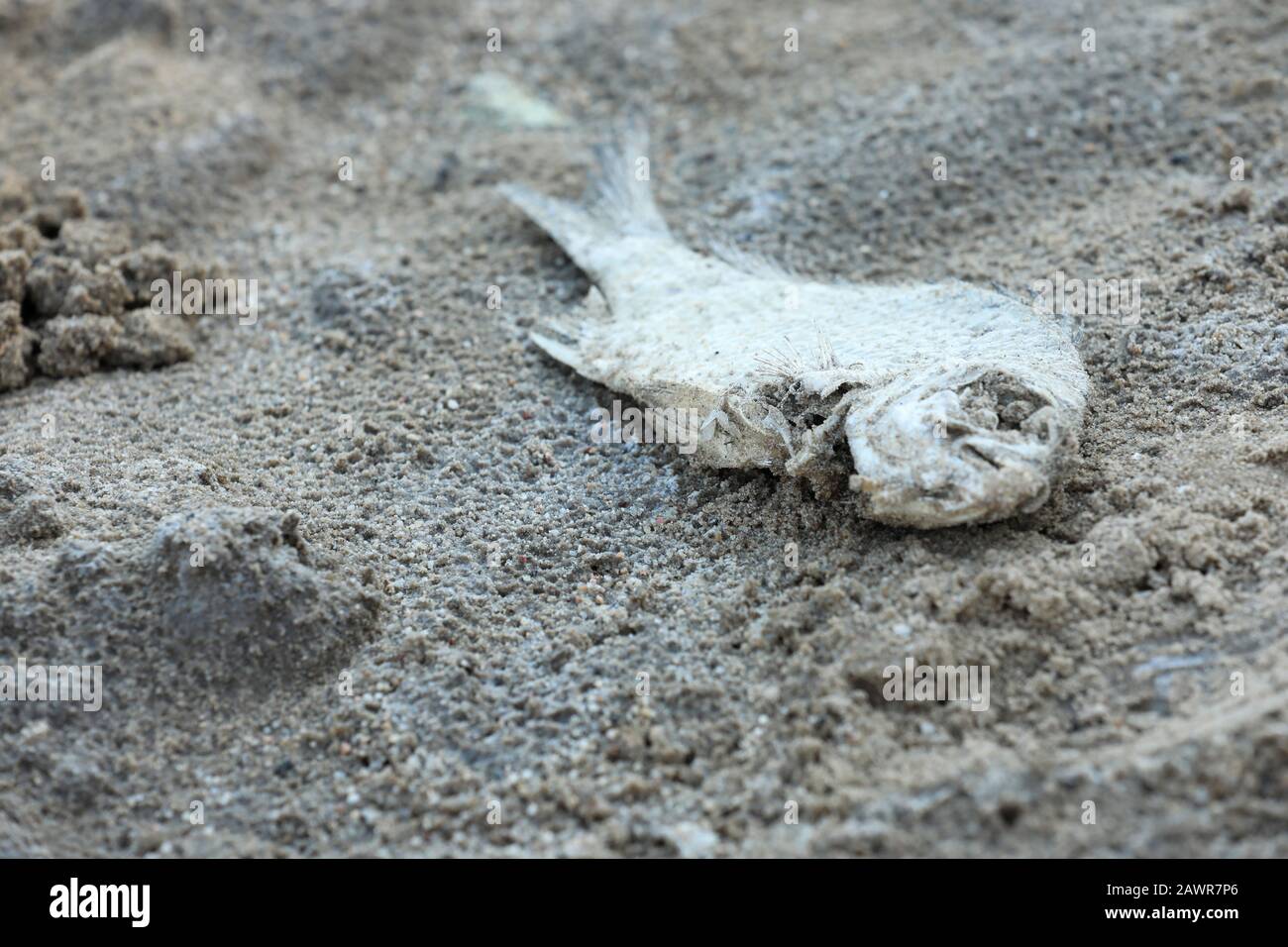 Ledig toter trockener Silberfisch auf Sand liegend. Auswirkungen von Umweltverschmutzung, Dürre, Klimawandel, Konzept der globalen Erwärmung. Stockfoto