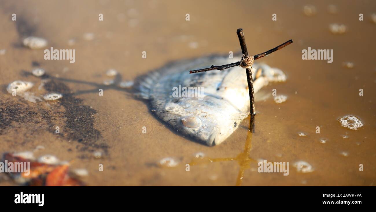 Ein einsamer toter silberner Fisch mit weißen Augen unter Wasser mit Blasen. Ein handgemachtes Kruzifix in der Nähe erinnert an die Auswirkungen des vom Menschen verursachten Klimawandels Stockfoto