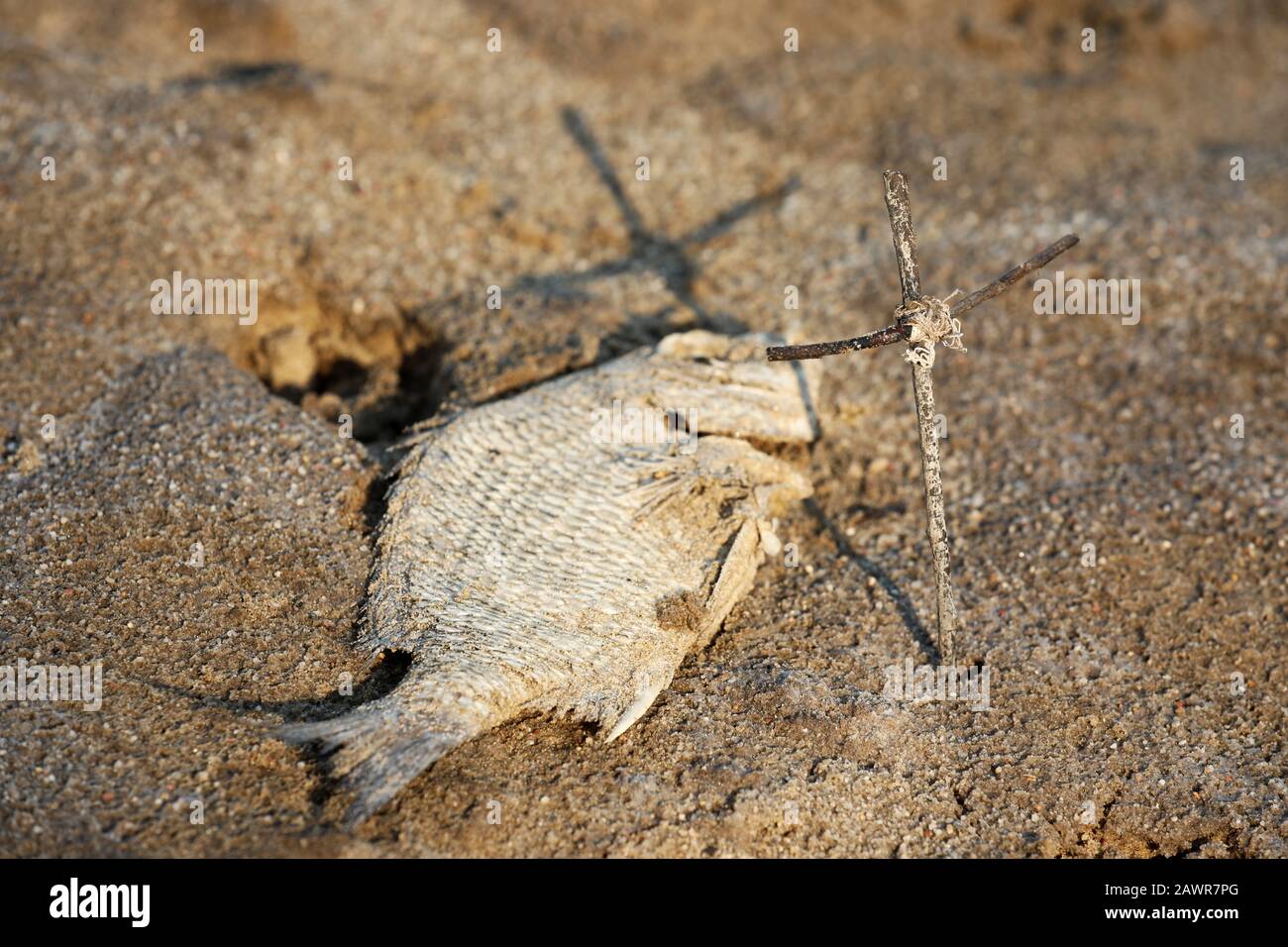 Einzelner toter Fisch auf Sand mit Schatten eines handgefertigten Kreuzkruzifixes darüber. Auswirkungen von Umweltverschmutzung, Dürre, Klimawandel, Konzept der globalen Erwärmung. Stockfoto