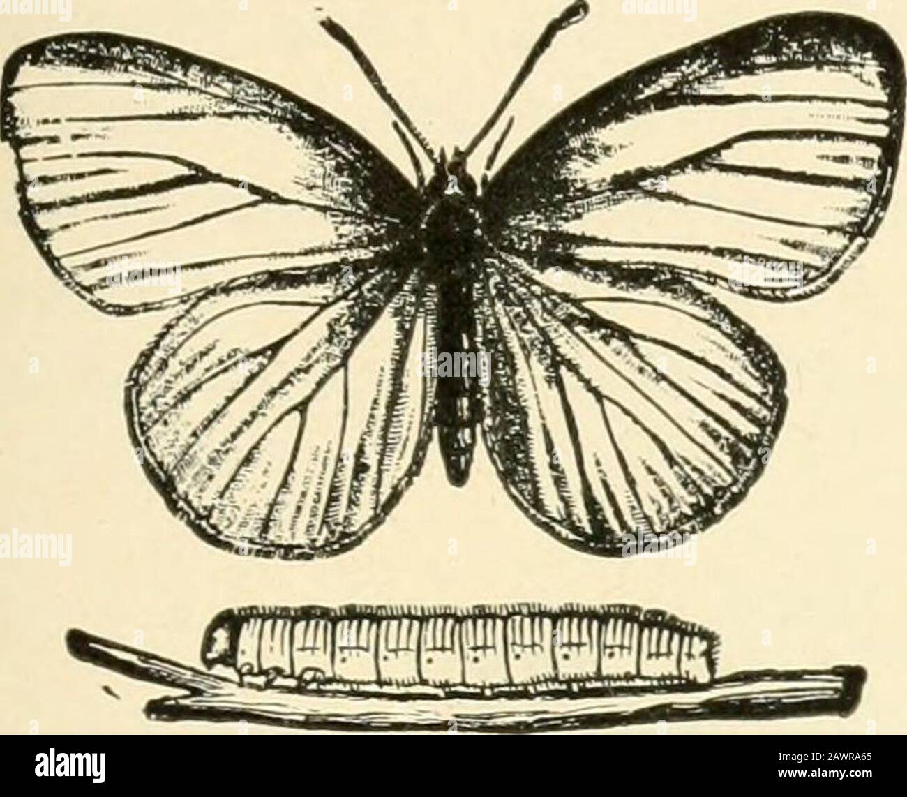 Insektenschädlinge von Hof, Garten und Obstgarten . Abb. 260.-Der Südkohl-Schmetterling: A, Larve; 6, Pupa. (Nach Riley.) mit schwarzen Punkten bedeckt. Die Gewohnheiten sind denen des eingeführten Kohlwurms sehr ähnlich, und es sollten die gleichen Kontrollmethoden verwendet werden. * Pontia protodice Boisd. Familie Pieridoe. Injektiv FÜR KOHL- UND KREUZFRÜCHTE 361 Der Potherb-Schmetterling * Diese Art ist im Norden und Osten häufiger und unterscheidet sich von den nahen Rethera-Fliegen dadurch, dass die Flügel unfleckig weiß sind. Die Larvteare ähneln stark denen der eingeführten Arten und der Habitsui-c sehr sim Stockfoto