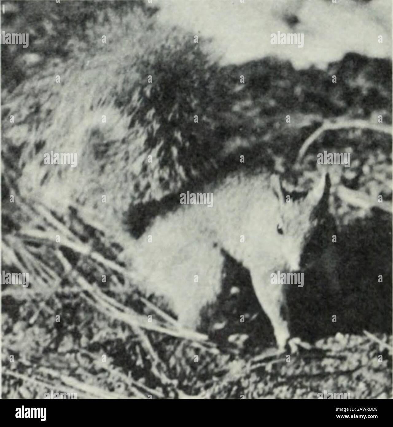 Yosemite Naturnotizen . ch wie eine tailless Muskrat ora gigantische Wiesenmaus, schwärzliche Braunfärbung. Er wird von den Parkbesuchern nur selten gesehen, da er mit ausgiebigen Tuns sicher Lebensmittel über Grund erreicht und vor allem nachts ist. Die Grate, sechs oder sieben Zoll im Durchmesser, die parallel zur Oberfläche verlaufen, roofless in Spots, finden sich auf dem Boden nahe der Bäche in weit verstreuten Lagen in Höhen von weniger als 4.000 Fuß bis mehr als 10.000 Fuß. Die Nahrung besteht fast aus Anygreen, aber auch Rinde wird gegessen. Es ist bekannt, dass sich Schnurrbanen stapeln und eine Curevegetation bilden Stockfoto