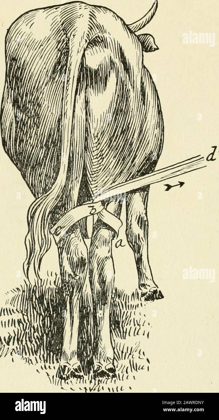 Zurückhaltung von Haustieren; ein Buch für den Gebrauch von Studenten und Praktizierenden; 312 Illustrationen aus Federzeichnungen und 26 Halbtöne aus Originalfotos . Abb. 254. Smiths Anti-Kicker Angewendet. Hess Methode, beide Hindbeine zu strapazen. Die Methode von Hess, Abbildung 255, zum Fixieren beider Hinterbeine besteht darin, ein Seil, Gurtband oder Riemen zu verdoppeln und es um einen Hinterleib über dem Hock (b) (c) zu placingieren. Führen Sie einen Freilauf zwischen den Hinterbeinen und durch die Schlinge, und das andere freie Ende wird vorne und um den anderen Hinterleib(A) und durch die Schlinge geführt. Die Traktion erfolgt auf beiden freien Stockfoto