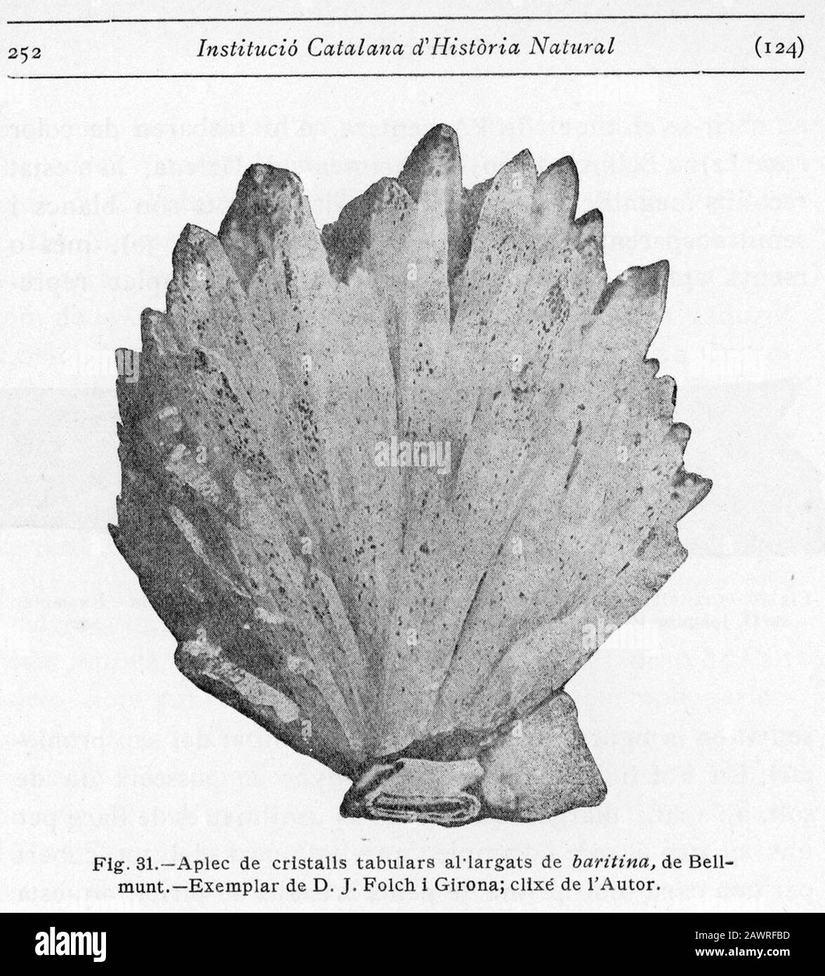 fotografía de un ejemplar de baritina de la colección Folch, publicada en Els Minerals de Catalunya en 1920. Stockfoto