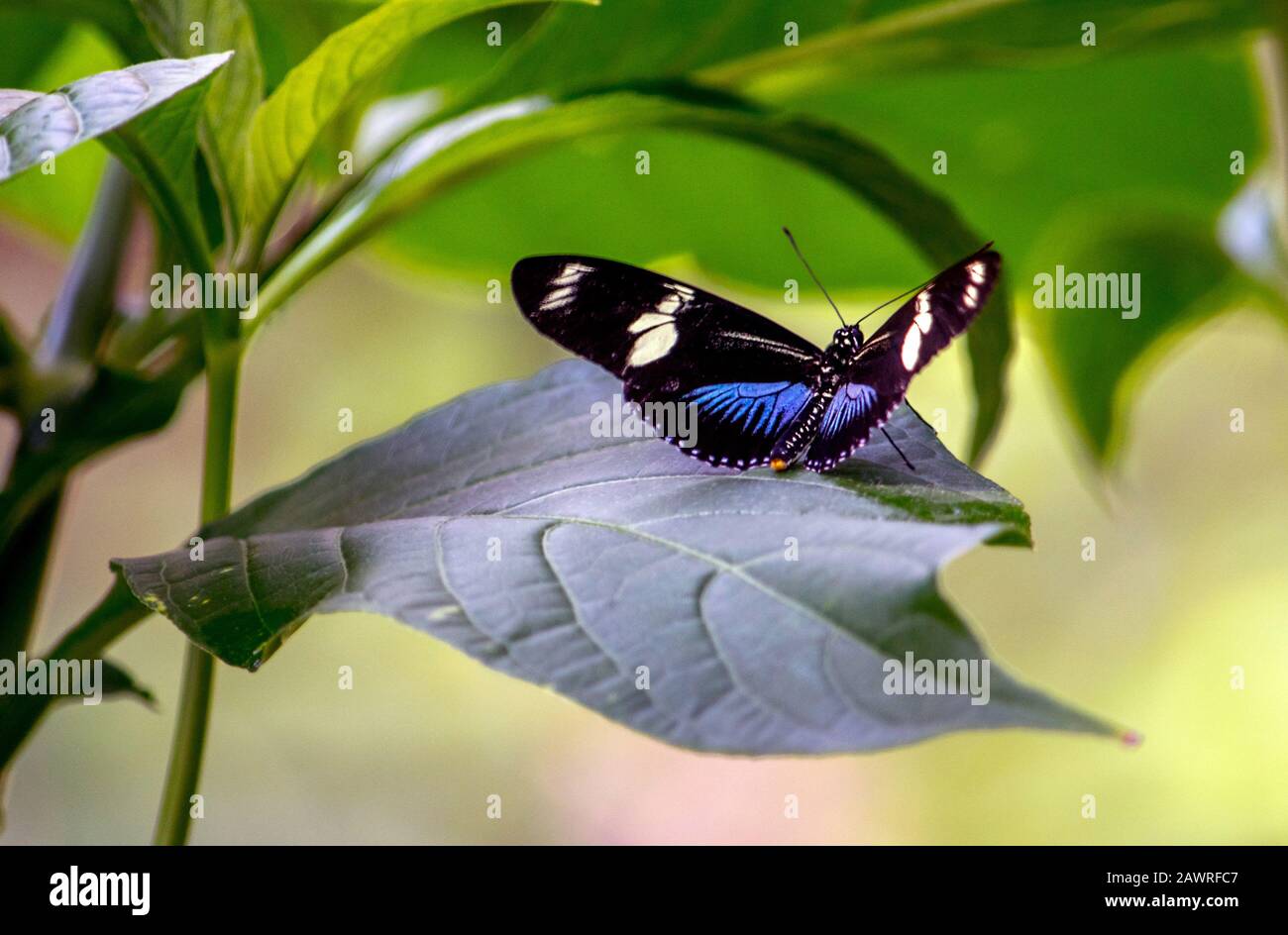 Der farbenfrohe Schmetterling in einem hübschen Garten wird als blauer und weißer Longwing bezeichnet Stockfoto