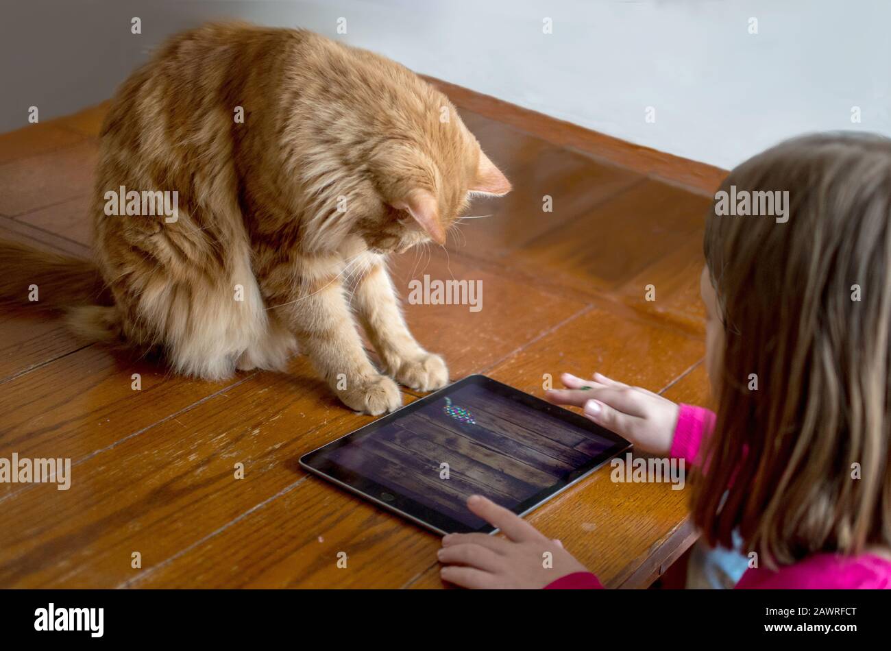 Eine wütende orangefarbene Katze spielt ein Computerspiel mit seinem bevorzugten menschlichen Freund Stockfoto