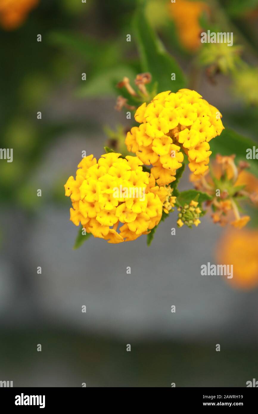 Goldene und gelbe Wildpfeilerblumen Stockfoto