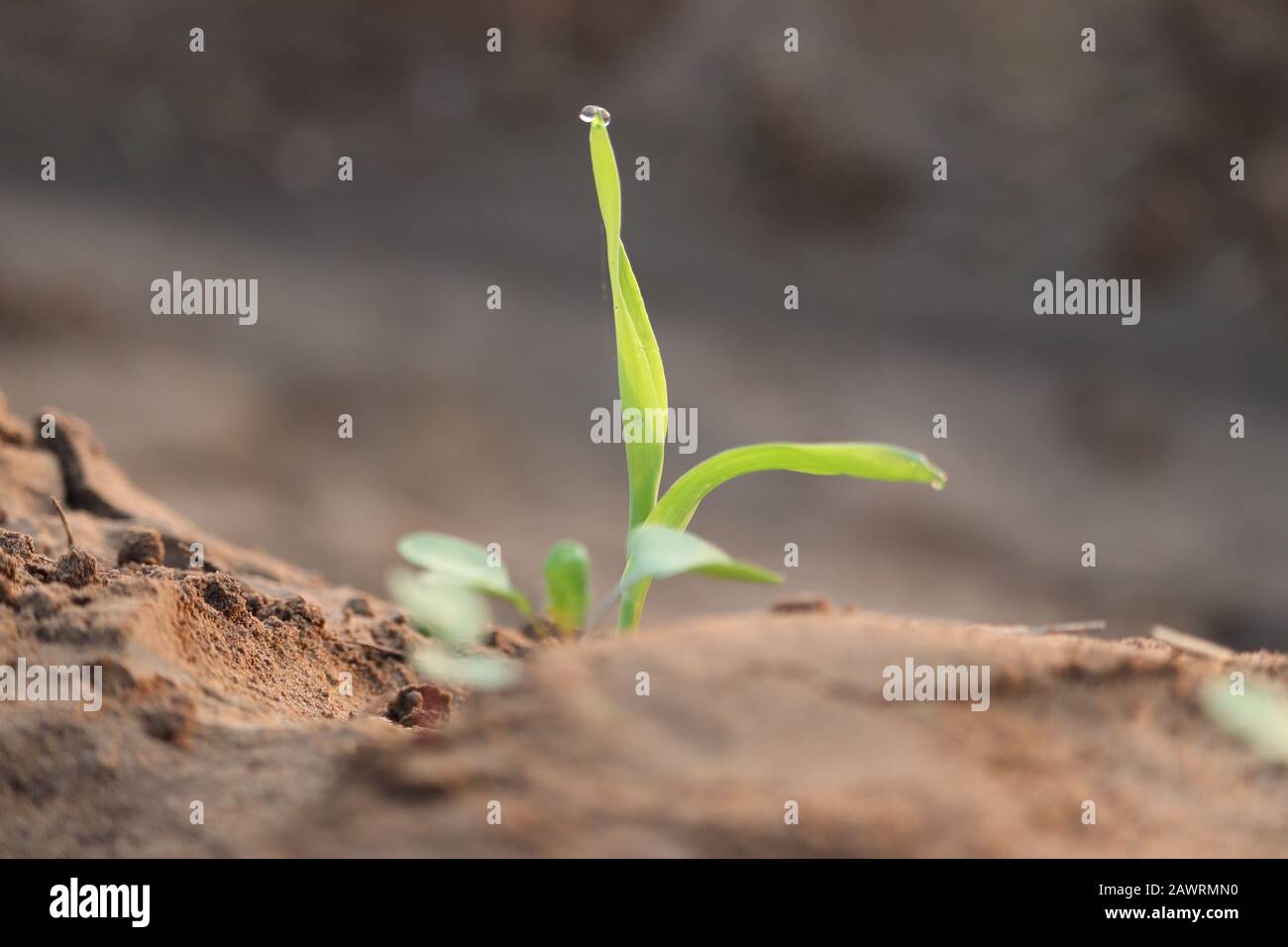 Maispflanze auf Wachstum, Pflanzen schließen Stockfoto
