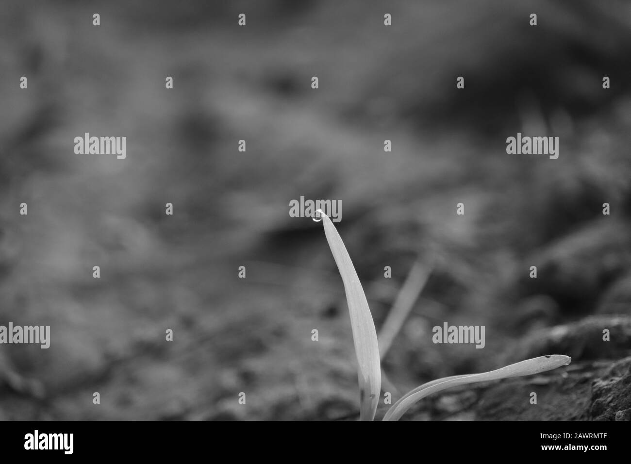 Monochromes Foto der Nahaufnahme EINER grünen Maispflanze mit Wassertropfen auf Pflanzenblatt am Morgen, schwarz-weißer Hintergrund Stockfoto