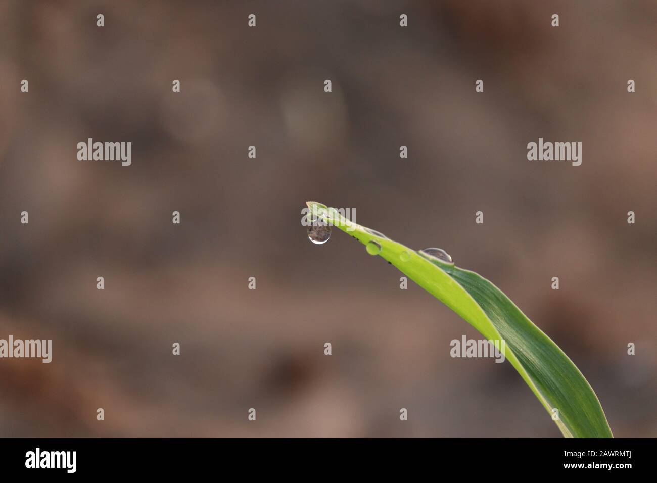 Nahaufnahme von Wassertropfen auf dem Blatt der Maispflanze in der Landwirtschaft, im Freien Stockfoto