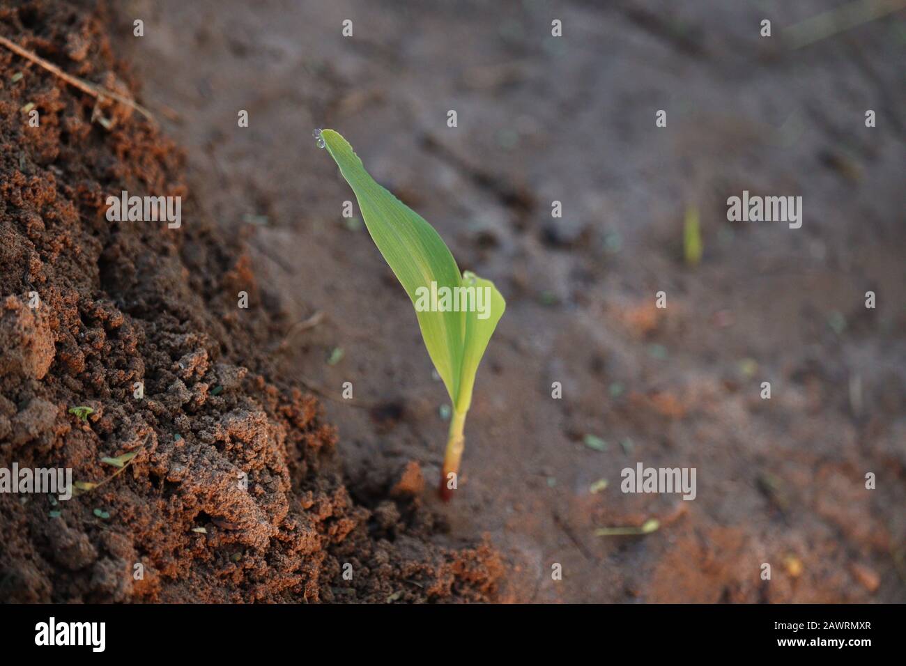Maispflanze am Morgen Sonnenlicht, Wachstumspflanze Stockfoto