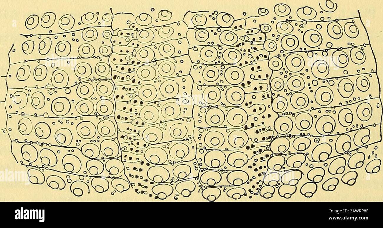 Verschiedene Kollektionen von Smithsonian . Abb. 8.-Lytechinus variegatus plurituberciilatus Kier, neue Subspezies: Apicalsystem von U.S.N.M. 648150, von der Caloosahatchee Formation, Nr. 6, X 4.Genital 2 fehlt auf der Probe. Platten in jeder Serie; zwei regelmäßige Serien von sekundären Tuberkeln par-allel bis zur Primärserie in jedem Ambulum; Diese Serie verlängert sich von der Mitte zwischen apikalem System und Rand bis zum nahen Peristom, in der Probe 54 mm lang von 25 bis 31 sekundären Tuberkeln im Achbereich. Inter ambulacra.-sekundäre Tuberkel gut entwickelt (Text Abb. 9), ungefähr gleich groß wie primär; bei Rn Stockfoto