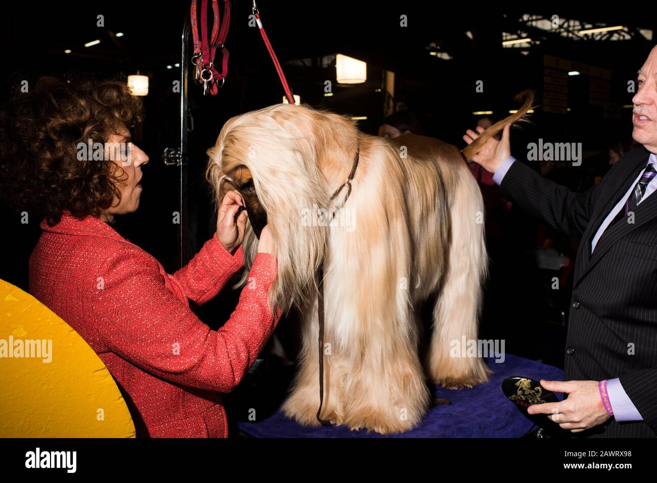 New York City, USA - 9. Februar 2020: Westminster Kennel Club Dog Show, Pier 94, New York City Stockfoto