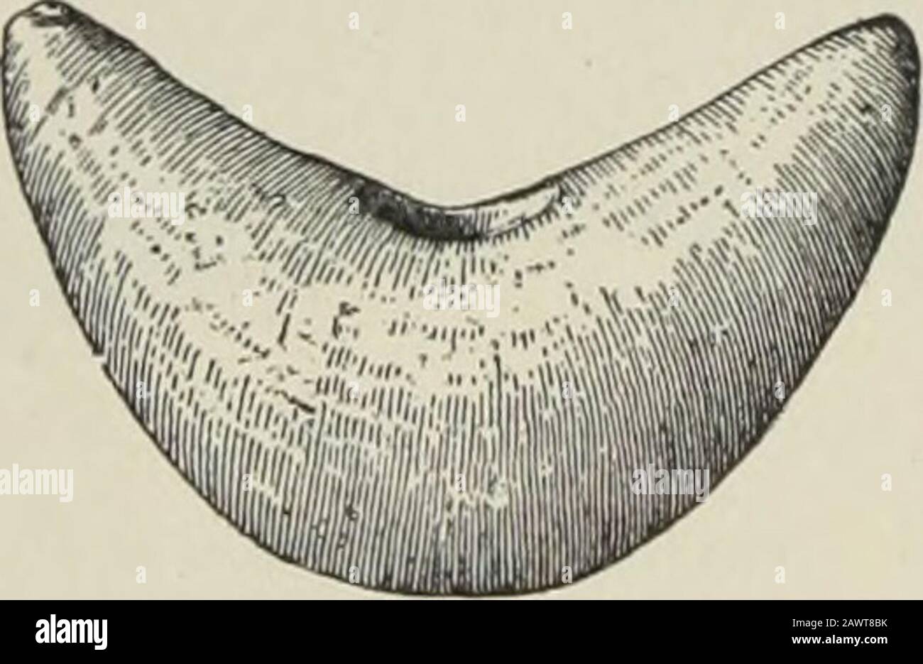 Jahresbericht des Büros für Völkerkunde an den Sekretär der Smithsonian Institution .. . m ist im Abschnitt I tlie Mitte, rund oder näher an den Enden elliptisch, die Seiten expandieren schnell von Ende zu Mitte um 124 STEINKUNST. Leth. ANN. 13 Doppelkurven. Er wird durch Abbildung 146 (ferruginöser Quarz, aus dem Kanawha-Tal, West Virginia) und durch ein Exemplar von Quartziteaus Union County, Mississippi dargestellt. Bootsförmige Steine. Es gibt zwei Arten von Reliquien, vielleicht zeremoniell, für die kein Nutzen bestimmt wurde und die von ihrem allgemeinen Anschein nach zur Form eines Bootes benannt werden. Sie Stockfoto