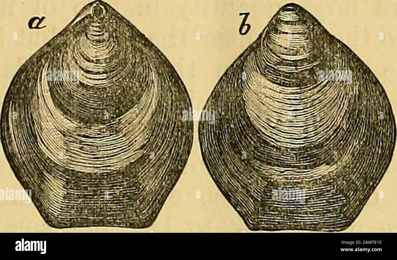 Geologisches Magazin . ng ventral Valve, und zeigen die Atendency in dieser Valve, um sich in kleinere Ringe aufzuteilen. Commencingat die Schnäbel, die wir in jedem Ventil haben, ein weißer kreisrunder Bereich, der von ^ der Farbe der Waldheimia perforata gekreuzt wird, wird beispielsweise von diesem Autor als brun Fonce violace angegeben. 2 Vide T. Davidson, Palsenot. SOC, britisches Fossil Brachiopoda, vols i. II. Und iv. W. M. Hutchings-Coniston Flags at Sha/P. 459 drei fast äquidistante und schmale schwarze Ringe, dann ein breites schwarzes Band, das in der Ventralklappe durch zwei schmale weiße Streifen unvollkommen in dreischwarze Ringe geteilt ist; dann ein breites weißes Stockfoto