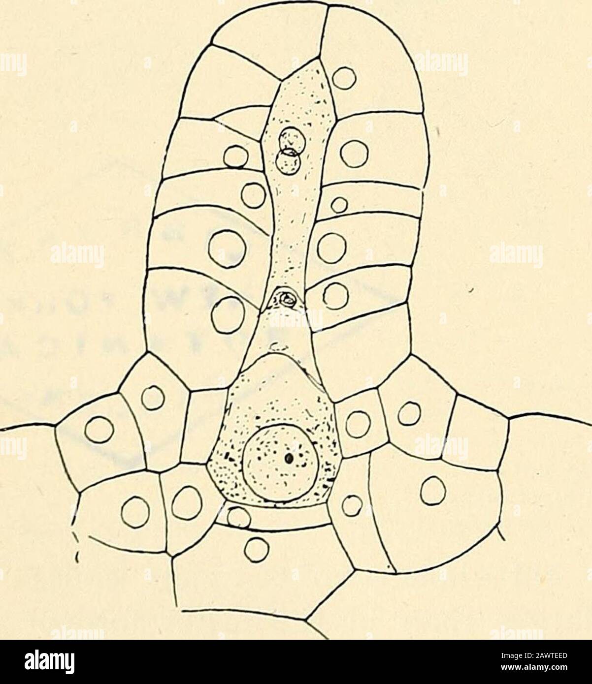 Aufbau und Entwicklung der Moose und Farne (Archegoniatae) . B. Abb.  175.-A, Junges Archegonium von O. cinnamo-MEA, wobei die Halskanalzelle  durch eine Zellwand geteilt ist; B, ein fast reifes Archegonium der  Samespien,