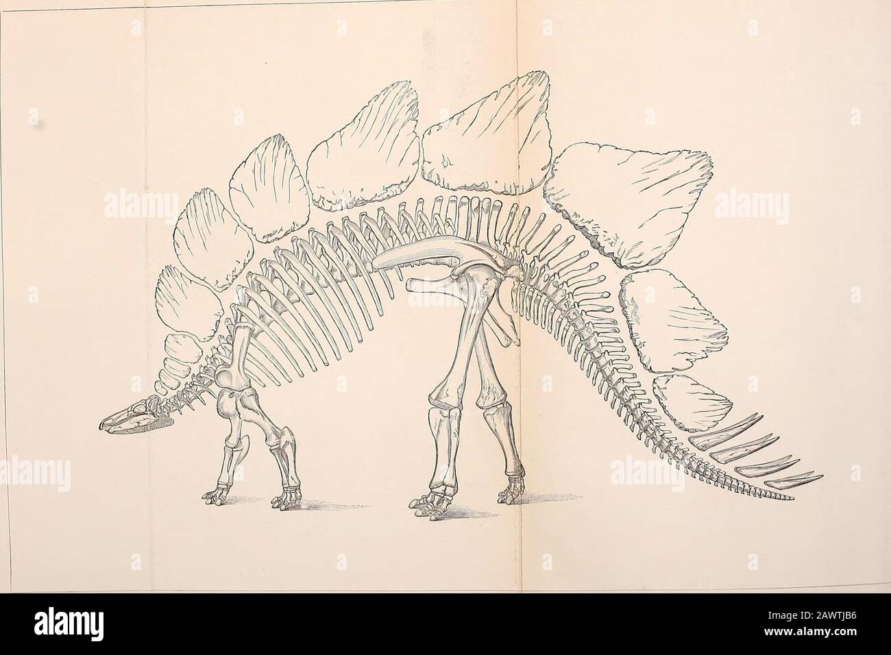 Geologische Zeitschrift . die gleiche Lokalität, während einige andere Teile, insbesondere der dermalen Rüstung, gemäß ihrer bekannten Position in Stegosaurusseuops eingesetzt wurden. Das Ergebnis ist die Platte XL, von der angenommen wird, dass sie die Hauptmerkmale dieses bemerkenswerten Reptils, was Theskelett und Hauptteile der dermalen Rüstung betrifft, glaubwürdig wiedergibt.Diese Figur, eine dreißigste natürliche Größe, ist von einer großen Wiederherstellung, eine zehnte natürliche Größe, reduziert. Hergestellt für ein lithographisches Plateto, das die Monographie der Stegosauria begleitet, die von Schreibmaschinen für die US Geological Su vorbereitet wird Stockfoto