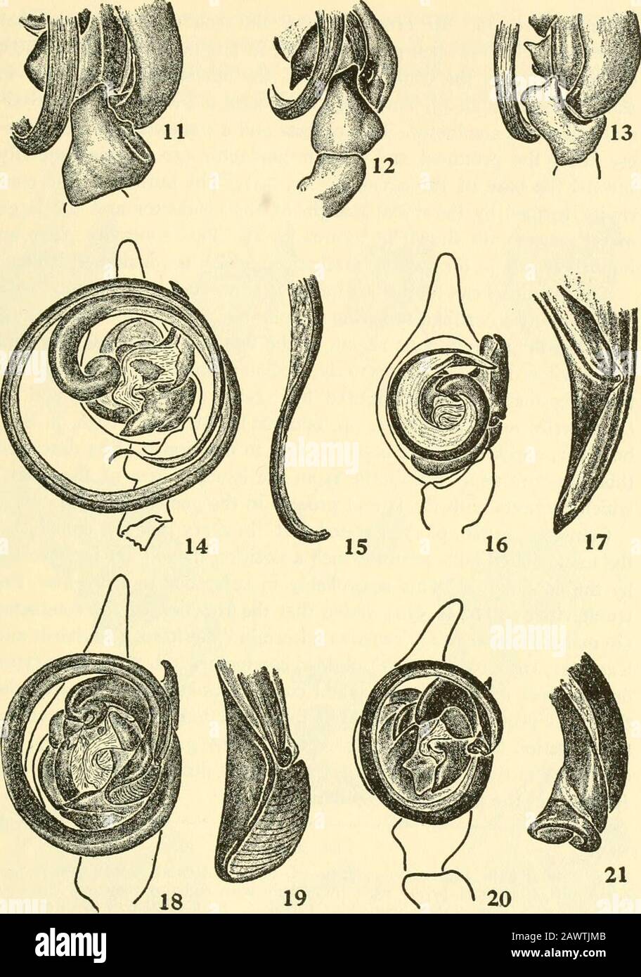 Smithsonian Diverses Collections. Natur, es erhöht sowohl die Thestärke als auch die Steifigkeit des Tegulums, und hilft beim Schutz von Thereceptaculum seminis. Die Rolle der Apophyse beim Prozess der Auflockung der Genitalbirne während der maximalen Einfügung wird später betrachtet, ebenso die Rolle der Mesalkerbe der Apophyse. Comstock (1910, S. 169) nahm den Begriff Dirigent in Präferenz zu Menges (1866) Begriff Spermaphorum an, weil der Formerbegriff bereits im allgemeinen Gebrauch war, und weil der letztere Begriff, der von einem Fehlverständnis der Funktion überlastet war, unangemessen war. Petrunke-vitch (1925, S. 569-570) Stockfoto