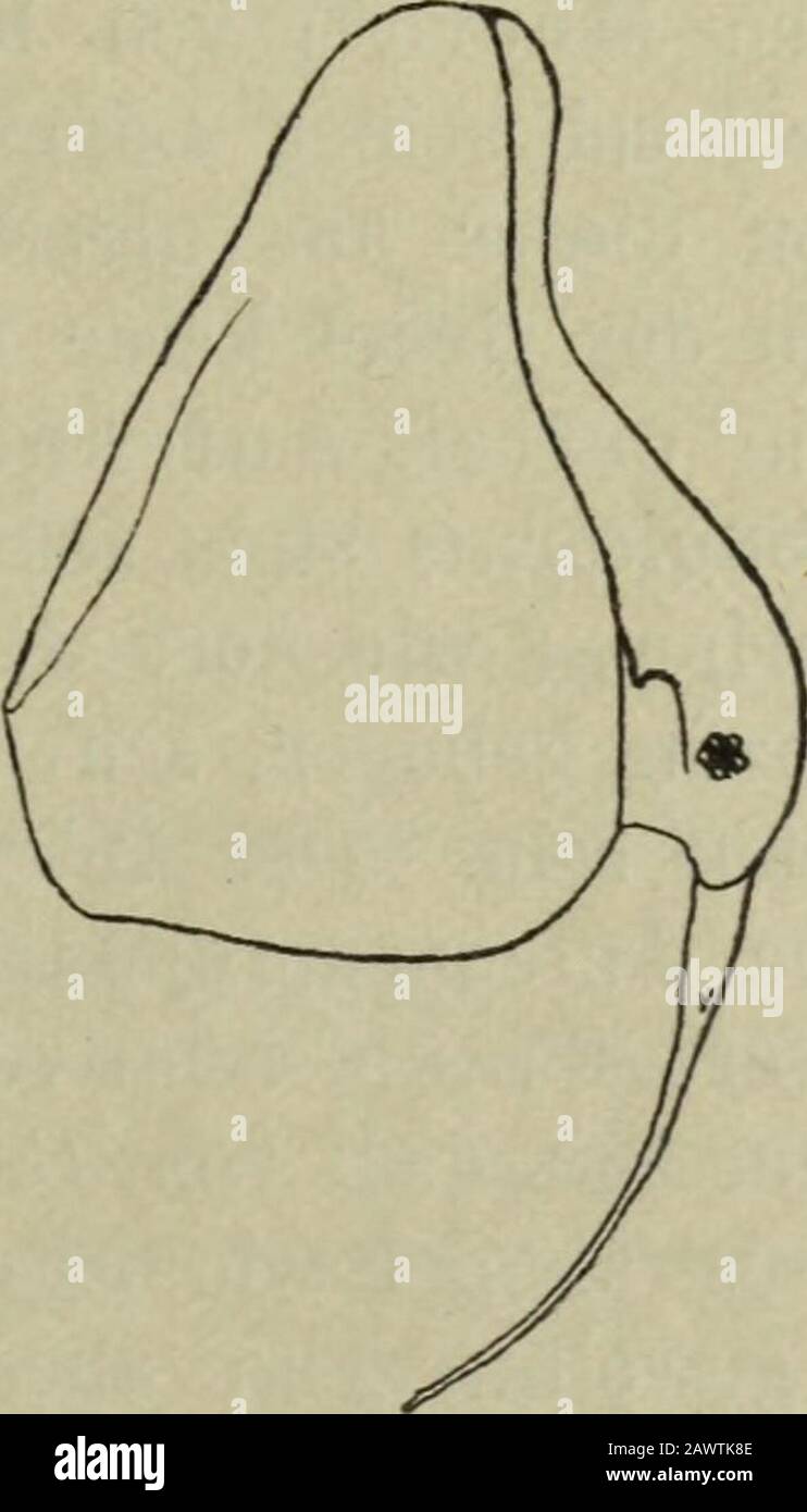 Die Gesellschaft Naturforschender Freunde zu Berlin . licher and etwa 1 km in West- östlicher Richtung./ Fangdatum: Juli 1859, / Nr. 47 der ersten CEDERSTITÖMschen / Sammlung. SS i Abb. 1. B. c. Gibbera f. trigonalis. Abb. 2. B. c. Gibbera vom Kyrksjön. Maßangaben für B. c. Gibbera f. trigonalis. T H C D C + D Pr 0 A + B Me 347 (x 1480 242 1588 84 196 400 jl 1530 260 1815 88 210 300 ix 1350 220 1215 80 189 Schödlers Werk . 360 n 1446 246 1724 im Anschluß an diese Bescherung sei erwöhnt, daß ich einzur Unterabteilung B. c. Gibbera gehörige Form im CEDERSTßÖMschenMateria Stockfoto