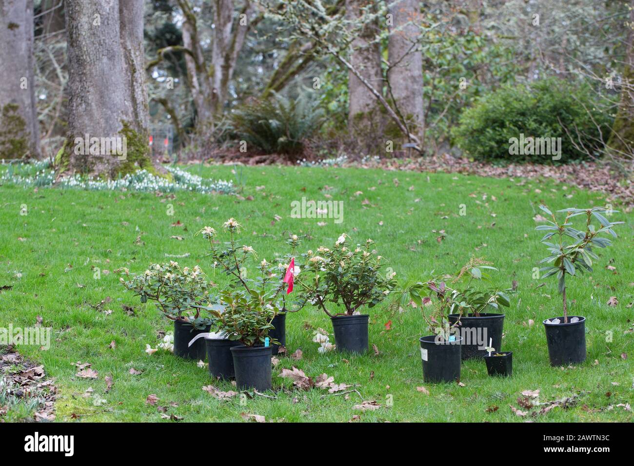 Topfpflanzen warten darauf, im Hendricks Park in Eugene, Oregon, USA gepflanzt zu werden. Stockfoto